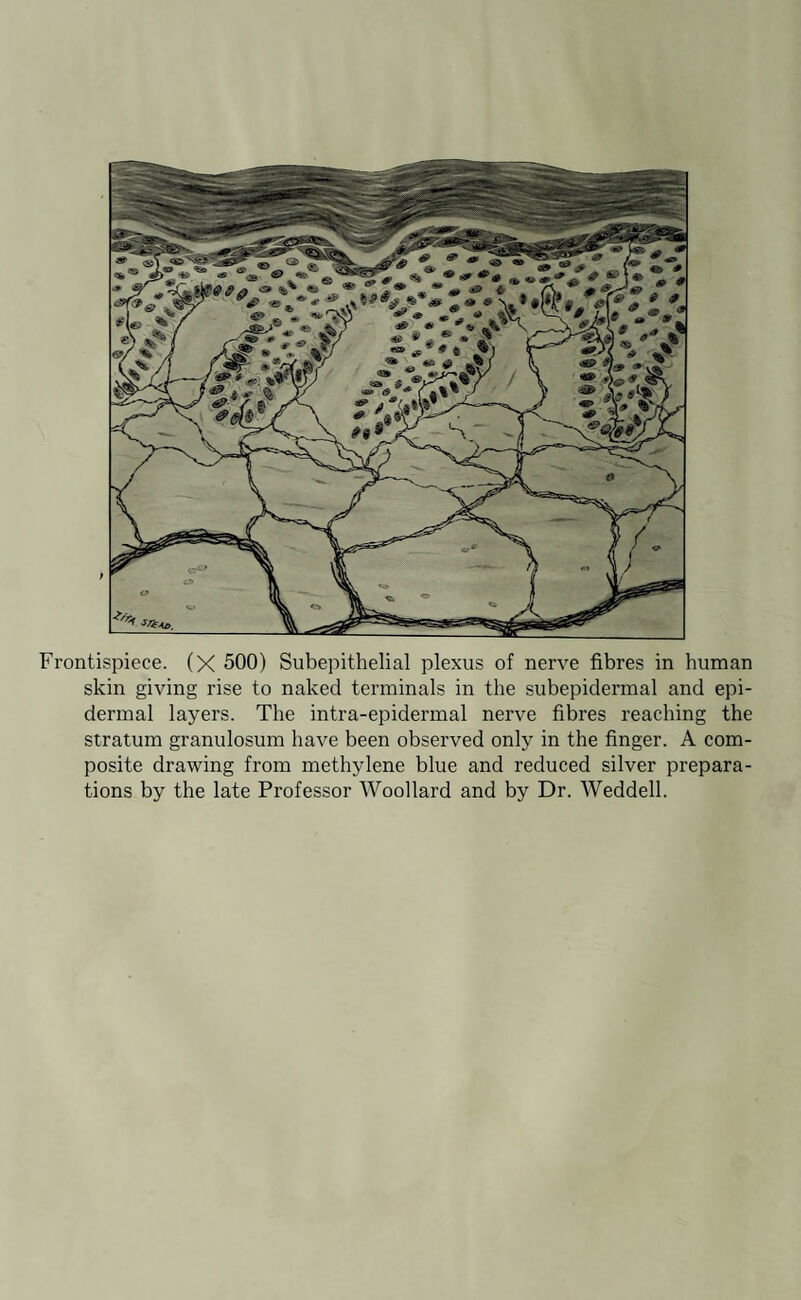 Frontispiece. (X 500) Subepithelial plexus of nerve fibres in human skin giving rise to naked terminals in the subepidermal and epi¬ dermal layers. The intra-epidermal nerve fibres reaching the stratum granulosum have been observed only in the finger. A com¬ posite drawing from methylene blue and reduced silver prepara¬ tions by the late Professor Woollard and by Dr. Weddell.