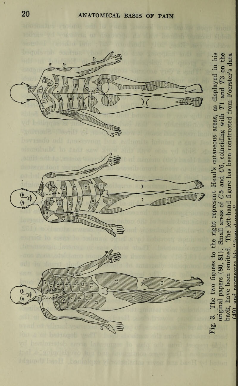 tfT U 3. The two figures to the right represent Head’s cutaneous areas, as displayed in his original papers (80, 81). Small areas of C5 and C6, coinciding with T\ and TS on the back, have been omitted. The left-hand figure has been constructed from Foerster’s data