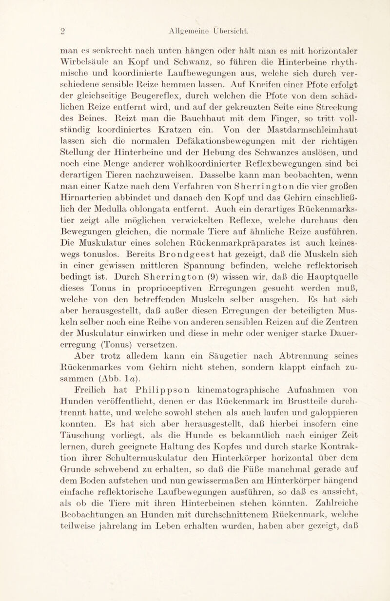 9 UJ Allgemeine Übersicht. man es senkrecht nach unten hängen oder hält man es mit horizontaler Wirbelsäule an Kopf und Schwanz, so führen die Hinterbeine rhyth¬ mische und koordinierte Laufbewegungen aus, welche sich durch ver¬ schiedene sensible Reize hemmen lassen. Auf Kneifen einer Pfote erfolgt der gleichseitige Beugereflex, durch welchen die Pfote von dem schäd¬ lichen Reize entfernt wird, und auf der gekreuzten Seite eine Streckung des Beines. Reizt man die Bauchhaut mit dem Finger, so tritt voll¬ ständig koordiniertes Kratzen ein. Von der Mastdarmschleimhaut lassen sich die normalen Defäkationsbewegungen mit der richtigen Stellung der Hinterbeine und der Hebung des Schwanzes auslösen, und noch eine Menge anderer wohlkoordinierter Reflexbewegungen sind bei derartigen Tieren nachzuweisen. Dasselbe kann man beobachten, wenn man einer Katze nach dem Verfahren von Sherrington die vier großen Hirnarterien abbindet und danach den Kopf und das Gehirn einschließ¬ lich der Medulla oblongata entfernt. Auch ein derartiges Rückenmarks¬ tier zeigt alle möglichen verwickelten Reflexe, welche durchaus den Bewegungen gleichen, die normale Tiere auf ähnliche Reize ausführen. Die Muskulatur eines solchen Rückenmarkpräparates ist auch keines¬ wegs tonuslos. Bereits Brondgeest hat gezeigt, daß die Muskeln sich in einer gewissen mittleren Spannung befinden, welche reflektorisch bedingt ist. Durch Sherrington (9) wissen wir, daß die Hauptquelle dieses Tonus in proprioceptiven Erregungen gesucht werden muß, welche von den betreffenden Muskeln selber ausgehen. Es hat sich aber herausgestellt, daß außer diesen Erregungen der beteiligten Mus¬ keln selber noch eine Reihe von anderen sensiblen Reizen auf die Zentren der Muskulatur einwirken und diese in mehr oder weniger starke Dauer¬ erregung (Tonus) versetzen. Aber trotz alledem kann ein Säugetier nach Abtrennung seines Rückenmarkes vom Gehirn nicht stehen, sondern klappt einfach zu¬ sammen (Abb. 1 a). Freilich hat Philippson kinematographische Aufnahmen von Hunden veröffentlicht, denen er das Rückenmark im Brustteile durch¬ trennt hatte, und welche sowohl stehen als auch laufen und galoppieren konnten. Es hat sich aber herausgestellt, daß hierbei insofern eine Täuschung vorliegt, als die Hunde es bekanntlich nach einiger Zeit lernen, durch geeignete Haltung des Kopfes und durch starke Kontrak¬ tion ihrer Schultermuskulatur den Hinterkörper horizontal über dem Grunde schwebend zu erhalten, so daß die Füße manchmal gerade auf dem Boden aufstehen und nun gewissermaßen am Hinterkörper hängend einfache reflektorische Laufbewegungen ausführen, so daß es aussieht, als ob die Tiere mit ihren Hinterbeinen stehen könnten. Zahlreiche Beobachtungen an Hunden mit durchschnittenem Rückenmark, welche teilweise jahrelang im Leben erhalten wurden, haben aber gezeigt, daß