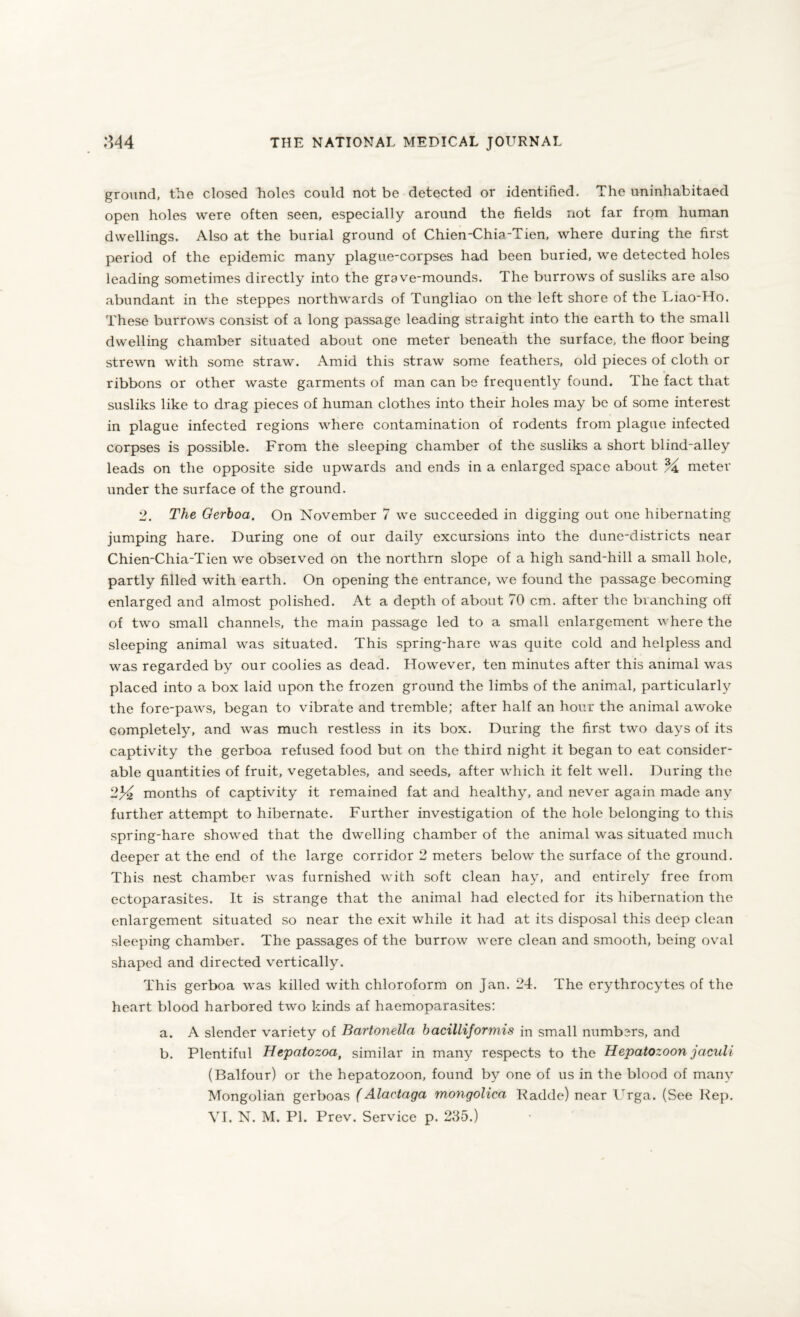 ground, the closed holes could not be detected or identified. The uninhabitaed open holes were often seen, especially around the fields not far from human dwellings. Also at the burial ground of Chien-Chia-Tien, where during the first period of the epidemic many plague-corpses had been buried, we detected holes leading sometimes directly into the grave-mounds. The burrows of susliks are also abundant in the steppes northwards of Tungliao on the left shore of the Piao-Ho. These burrows consist of a long passage leading straight into the earth to the small dwelling chamber situated about one meter beneath the surface, the floor being strewn with some straw. Amid this straw some feathers, old pieces of cloth or ribbons or other waste garments of man can be frequently found. The fact that susliks like to drag pieces of human clothes into their holes may be of some interest in plague infected regions where contamination of rodents from plague infected corpses is possible. From the sleeping chamber of the susliks a short blind-alley leads on the opposite side upwards and ends in a enlarged space about % meter under the surface of the ground. 2. The Gerboa. On November 7 we succeeded in digging out one hibernating jumping hare. During one of our daily excursions into the dune-districts near Chien-Chia-Tien we observed on the northrn slope of a high sand-hill a small hole, partly filled with earth. On opening the entrance, we found the passage becoming enlarged and almost polished. At a depth of about 70 cm. after the branching off of two small channels, the main passage led to a small enlargement where the sleeping animal was situated. This spring-hare was quite cold and helpless and was regarded by our coolies as dead. However, ten minutes after this animal was placed into a box laid upon the frozen ground the limbs of the animal, particularly the fore-paws, began to vibrate and tremble; after half an hour the animal awoke completely, and was much restless in its box. During the first two days of its captivity the gerboa refused food but on the third night it began to eat consider¬ able quantities of fruit, vegetables, and seeds, after which it felt well. During the 2% months of captivity it remained fat and healthy, and never again made any further attempt to hibernate. Further investigation of the hole belonging to this spring-hare showed that the dwelling chamber of the animal was situated much deeper at the end of the large corridor 2 meters below the surface of the ground. This nest chamber was furnished with soft clean hay, and entirely free from ectoparasites. It is strange that the animal had elected for its hibernation the enlargement situated so near the exit while it had at its disposal this deep clean sleeping chamber. The passages of the burrow were clean and smooth, being oval shaped and directed vertically. This gerboa was killed with chloroform on Jan. 24. The erythrocytes of the heart blood harbored two kinds af haemoparasites: a. A slender variety of Bartonella bacillijormis in small numbsrs, and b. Plentiful Hepatozoa, similar in many respects to the Hepatozoon jaculi (Balfour) or the hepatozoon, found by one of us in the blood of many Mongolian gerboas (Alaetaga mongolica Radde) near Urga. (See Rep.