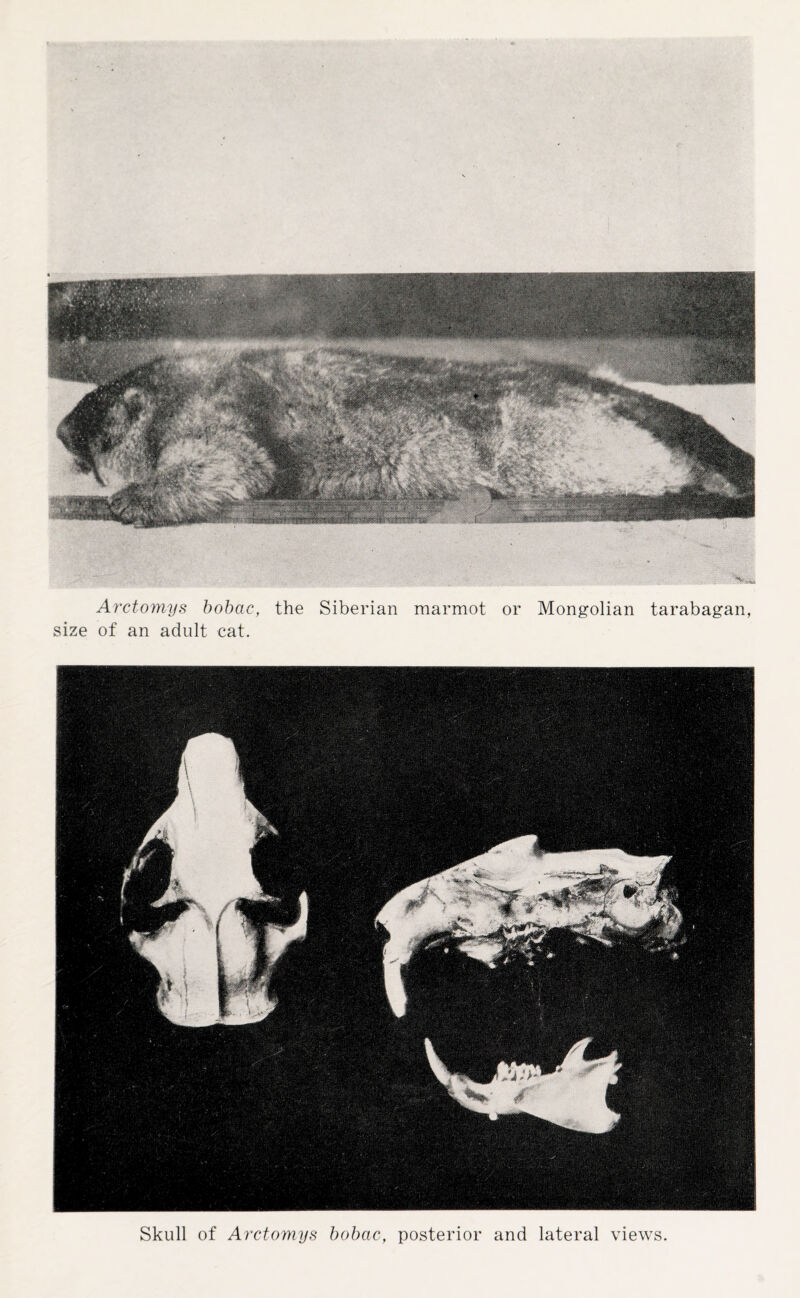 Arctomys bobac, the Siberian marmot or Mongolian tarabagan, size of an adult cat. Skull of Arctomys bobac, posterior and lateral views.