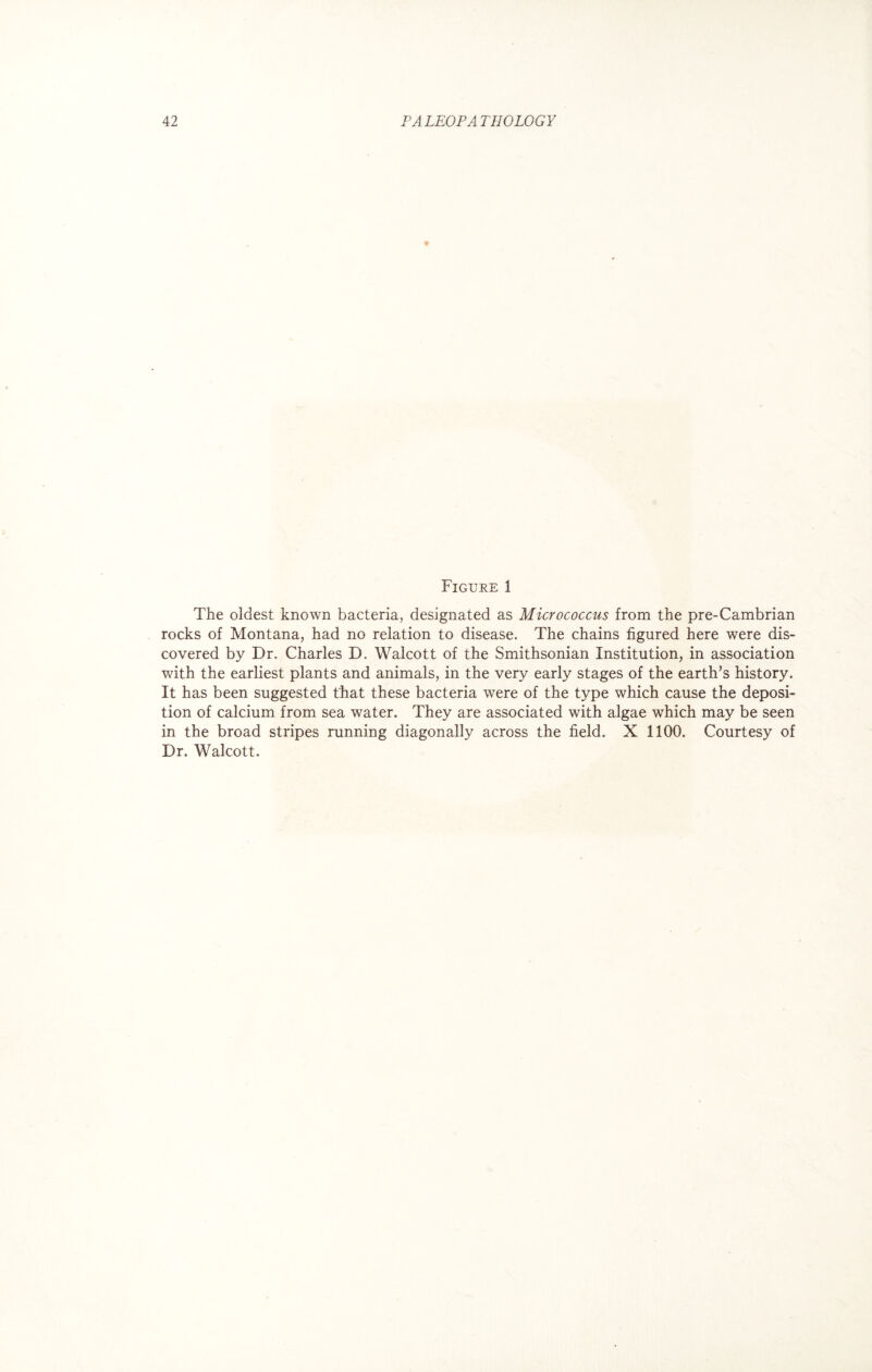 Figure 1 The oldest known bacteria, designated as Micrococcus from the pre-Cambrian rocks of Montana, had no relation to disease. The chains figured here were dis¬ covered by Dr. Charles D. Walcott of the Smithsonian Institution, in association with the earliest plants and animals, in the very early stages of the earth’s history. It has been suggested that these bacteria were of the type which cause the deposi¬ tion of calcium from sea water. They are associated with algae which may be seen in the broad stripes running diagonally across the field. X 1100. Courtesy of Dr. Walcott.