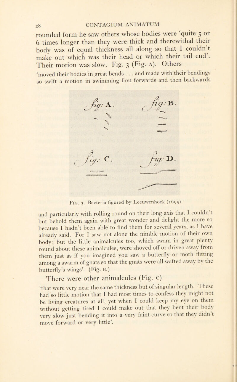 rounded form he saw others whose bodies were ‘quite 5 or 6 times longer than they were thick and therewithal their body was of equal thickness all along so that I couldn’t make out which was their head or which their tail end’. Their motion was slow. Fig. 3 (Fig. a). Others ‘moved their bodies in great bends . . . and made with their bendings so swift a motion in swimming first forwards and then backwards Fig. 3. Bacteria figured by Leeuwenhoek (1695) and particularly with rolling round on their long axis that I couldn t but behold them again with great wonder and delight the more so because I hadn’t been able to find them for several years, as I have already said. For I saw not alone the nimble motion of their own body; but the little animalcules too, which swam in great plenty round about these animalcules, were shoved off or driven away from them just as if you imagined you saw a butterfly or moth flitting among a swarm of gnats so that the gnats were all wafted away by the butterfly’s wings’. (Fig. B.) There were other animalcules (Fig. c) ‘that were very near the same thickness but of singular length. 1 hese had so little motion that I had most times to confess they might not be living creatures at all, yet when I could keep my eye on them without getting tired I could make out that they bent their body very slow just bending it into a very faint curve so that they didn’t move forward or very little’.