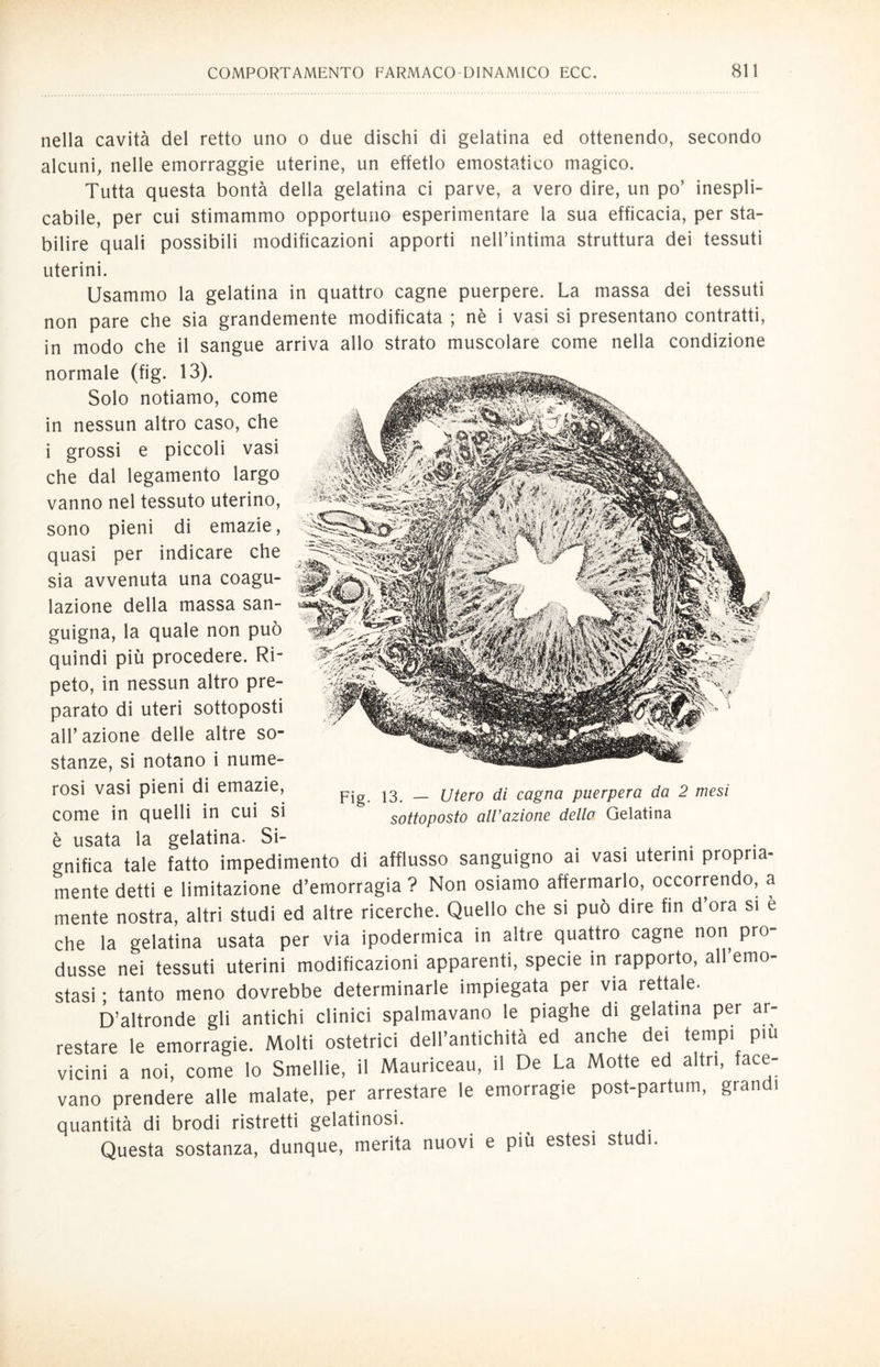 nella cavità del retto uno o due dischi di gelatina ed ottenendo, secondo alcuni, nelle emorraggie uterine, un effetlo emostatico magico. Tutta questa bontà della gelatina ci parve, a vero dire, un po’ inespli¬ cabile, per cui stimammo opportuno esperimentare la sua efficacia, per sta¬ bilire quali possibili modificazioni apporti nell’intima struttura dei tessuti uterini. Usammo la gelatina in quattro cagne puerpere. La massa dei tessuti non pare che sia grandemente modificata ; nè i vasi si presentano contratti, in modo che il sangue arriva allo strato muscolare come nella condizione normale (fig. 13). Solo notiamo, come in nessun altro caso, che i grossi e piccoli vasi che dal legamento largo vanno nel tessuto uterino, sono pieni di emazie, quasi per indicare che sia avvenuta una coagu¬ lazione della massa san¬ guigna, la quale non può quindi più procedere. Ri¬ peto, in nessun altro pre¬ parato di uteri sottoposti all’ azione delle altre so¬ stanze, si notano i nume¬ rosi vasi pieni di emazie, pig ^ _ jjtero ^ cagna puerpera da 2 mesi come in quelli in cui si sottoposto all’azione dello Gelatina è usata la gelatina. Si- ...... gnifica tale fatto impedimento di afflusso sanguigno ai vasi uterini propria¬ mente detti e limitazione d’emorragia ? Non osiamo affermarlo, occorrendo, a mente nostra, altri studi ed altre ricerche. Quello che si può dire fin d’ora si è che la gelatina usata per via ipodermica in altre quattro cagne non pro¬ dusse nei tessuti uterini modificazioni apparenti, specie in rapporto, all’emo¬ stasi ; tanto meno dovrebbe determinarle impiegata per via rettale. D’altronde gli antichi clinici spalmavano le piaghe di gelatina per ar¬ restare le emorragie. Molti ostetrici dell’antichità ed anche dei tempi piu vicini a noi, come lo Smellie, il Mauriceau, il De La Motte ed altri, face¬ vano prendere alle malate, per arrestare le emorragie post-partum, gran i quantità di brodi ristretti gelatinosi. Questa sostanza, dunque, merita nuovi e più estesi studi.