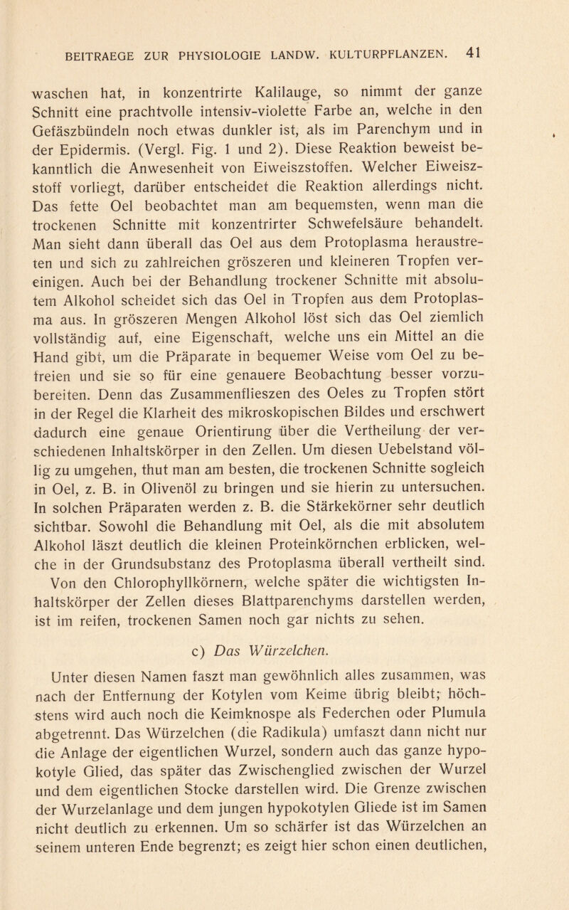 waschen hat, in konzentrirte Kalilauge, so nimmt der ganze Schnitt eine prachtvolle intensiv-violette Farbe an, welche in den Gefäszbündeln noch etwas dunkler ist, als im Parenchym und in der Epidermis. (Vergl. Fig. 1 und 2). Diese Reaktion beweist be¬ kanntlich die Anwesenheit von Eiweiszstoffen. Welcher Eiweisz- stoff vorliegt, darüber entscheidet die Reaktion allerdings nicht. Das fette Oel beobachtet man am bequemsten, wenn man die trockenen Schnitte mit konzentrirter Schwefelsäure behandelt. Man sieht dann überall das Oel aus dem Protoplasma heraustre¬ ten und sich zu zahlreichen gröszeren und kleineren Tropfen ver¬ einigen. Auch bei der Behandlung trockener Schnitte mit absolu¬ tem Alkohol scheidet sich das Oel in Tropfen aus dem Protoplas¬ ma aus. In gröszeren Mengen Alkohol löst sich das Oel ziemlich vollständig auf, eine Eigenschaft, welche uns ein Mittel an die Hand gibt, um die Präparate in bequemer Weise vom Oel zu be¬ freien und sie so für eine genauere Beobachtung besser vorzu¬ bereiten. Denn das Zusammenflieszen des Oeles zu Tropfen stört in der Regel die Klarheit des mikroskopischen Bildes und erschwert dadurch eine genaue Orientirung über die Vertheilung der ver¬ schiedenen Inhaltskörper in den Zellen. Um diesen Uebelstand völ¬ lig zu umgehen, thut man am besten, die trockenen Schnitte sogleich in Oel, z. B. in Olivenöl zu bringen und sie hierin zu untersuchen. In solchen Präparaten werden z. B. die Stärkekörner sehr deutlich sichtbar. Sowohl die Behandlung mit Oel, als die mit absolutem Alkohol läszt deutlich die kleinen Proteinkörnchen erblicken, wel¬ che in der Grundsubstanz des Protoplasma überall vertheilt sind. Von den Chlorophyllkörnern, welche später die wichtigsten In¬ haltskörper der Zellen dieses Blattparenchyms darstellen werden, ist im reifen, trockenen Samen noch gar nichts zu sehen. c) Das WürZeichen. Unter diesen Namen faszt man gewöhnlich alles zusammen, was nach der Entfernung der Kotylen vom Keime übrig bleibt; höch¬ stens wird auch noch die Keimknospe als Federchen oder Plumula abgetrennt. Das Würzelchen (die Radikula) umfaszt dann nicht nur die Anlage der eigentlichen Wurzel, sondern auch das ganze hypo- kotyle Glied, das später das Zwischenglied zwischen der Wurzel und dem eigentlichen Stocke darstellen wird. Die Grenze zwischen der Wurzelanlage und dem jungen hypokotylen Gliede ist im Samen nicht deutlich zu erkennen. Um so schärfer ist das Würzelchen an seinem unteren Ende begrenzt; es zeigt hier schon einen deutlichen,