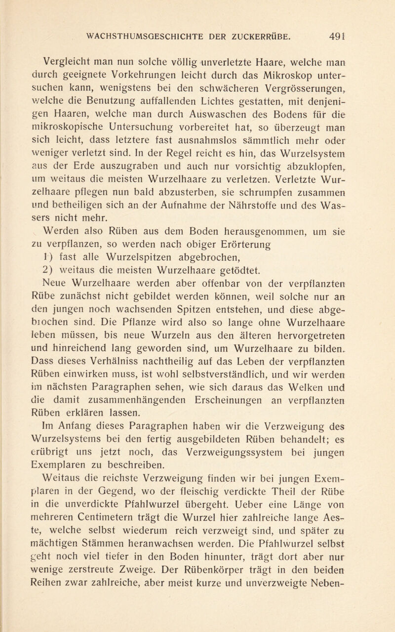 Vergleicht man nun solche völlig unverletzte Haare, welche man durch geeignete Vorkehrungen leicht durch das Mikroskop unter¬ suchen kann, wenigstens bei den schwächeren Vergrösserungen, welche die Benutzung auffallenden Lichtes gestatten, mit denjeni¬ gen Haaren, welche man durch Auswaschen des Bodens für die mikroskopische Untersuchung vorbereitet hat, so überzeugt man sich leicht, dass letztere fast ausnahmslos sämmtlich mehr oder weniger verletzt sind. In der Regel reicht es hin, das Wurzelsystem aus der Erde auszugraben und auch nur vorsichtig abzuklopfen,, um weitaus die meisten Wurzelhaare zu verletzen. Verletzte Wur¬ zelhaare pflegen nun bald abzusterben, sie schrumpfen zusammen und betheiligen sich an der Aufnahme der Nährstoffe und des Was¬ sers nicht mehr. Werden also Rüben aus dem Boden herausgenommen, um sie zu verpflanzen, so werden nach obiger Erörterung 1) fast alle Wurzelspitzen abgebrochen, 2) weitaus die meisten Wurzelhaare getödtet. Neue Wurzelhaare werden aber offenbar von der verpflanzten Rübe zunächst nicht gebildet werden können, weil solche nur an den jungen noch wachsenden Spitzen entstehen, und diese abge- biochen sind. Die Pflanze wird also so lange ohne Wurzelhaare leben müssen, bis neue Wurzeln aus den älteren hervorgetreten und hinreichend lang geworden sind, um Wurzelhaare zu bilden. Dass dieses Verhälniss nachtheilig auf das Leben der verpflanzten Rüben einwirken muss, ist wohl selbstverständlich, und wir werden im nächsten Paragraphen sehen, wie sich daraus das Welken und die damit zusammenhängenden Erscheinungen an verpflanzten Rüben erklären lassen. Im Anfang dieses Paragraphen haben wir die Verzweigung des Wurzelsystems bei den fertig ausgebildeten Rüben behandelt; es erübrigt uns jetzt noch, das Verzweigungssystem bei jungen Exemplaren zu beschreiben. Weitaus die reichste Verzweigung finden wir bei jungen Exem¬ plaren in der Gegend, wo der fleischig verdickte Theil der Rübe in die unverdickte Pfahlwurzel übergeht. Ueber eine Länge von mehreren Centimetern trägt die Wurzel hier zahlreiche lange Aes- te, welche selbst wiederum reich verzweigt sind, und später zu mächtigen Stämmen heranwachsen werden. Die Pfahlwurzel selbst geht noch viel tiefer in den Boden hinunter, trägt dort aber nur wenige zerstreute Zweige. Der Rübenkörper trägt in den beiden Reihen zwar zahlreiche, aber meist kurze und unverzweigte Neben-