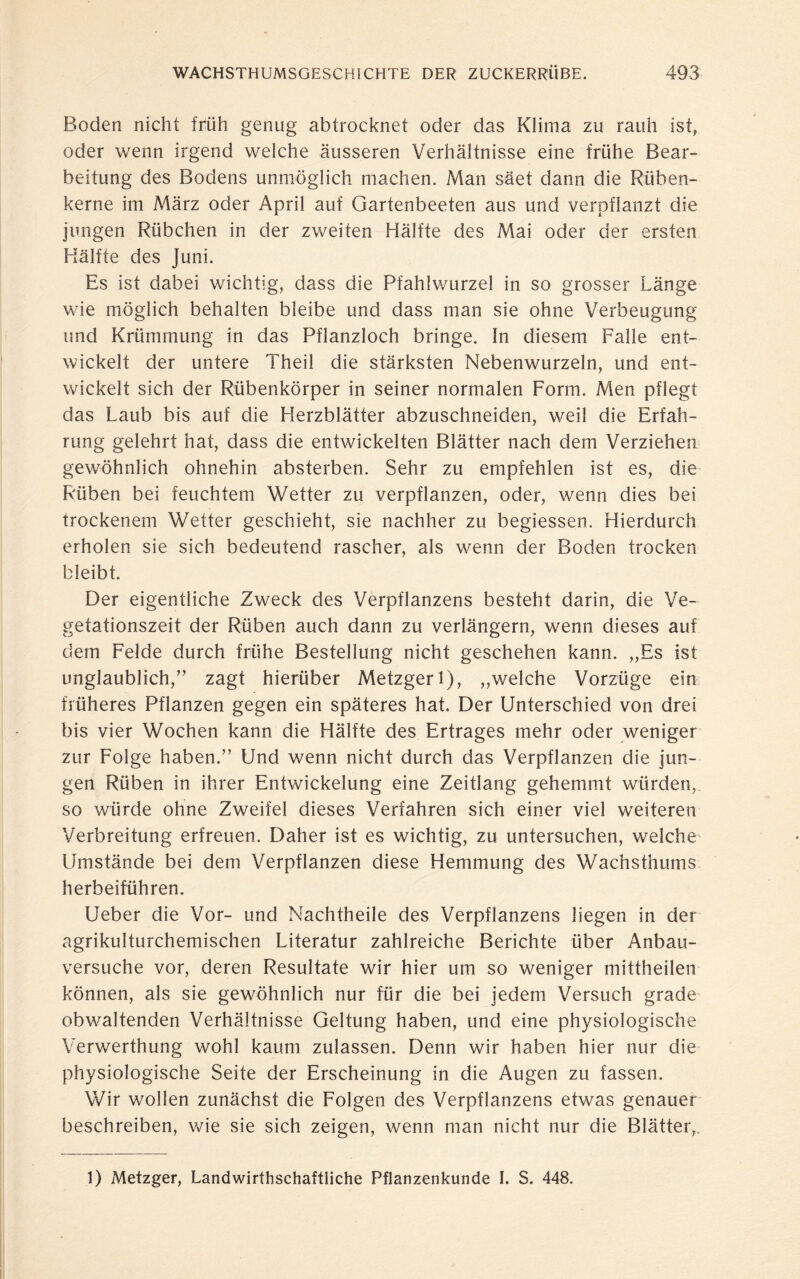 Boden nicht früh genug abtrocknet oder das Klima zu rauh ist, oder wenn irgend welche äusseren Verhältnisse eine frühe Bear¬ beitung des Bodens unmöglich machen. Man säet dann die Rüben¬ kerne im März oder April auf Gartenbeeten aus und verpflanzt die jungen Rübchen in der zweiten Hälfte des Mai oder der ersten Hälfte des Juni. Es ist dabei wichtig, dass die Pfahlwurzel in so grosser Länge wie möglich behalten bleibe und dass man sie ohne Verbeugung und Krümmung in das Pflanzloch bringe. In diesem Falle ent¬ wickelt der untere Theil die stärksten Nebenwurzeln, und ent¬ wickelt sich der Rübenkörper in seiner normalen Form. Men pflegt das Laub bis auf die Herzblätter abzuschneiden, weil die Erfah¬ rung gelehrt hat, dass die entwickelten Blätter nach dem Verziehen gewöhnlich ohnehin absterben. Sehr zu empfehlen ist es, die Rüben bei feuchtem Wetter zu verpflanzen, oder, wenn dies bei trockenem Wetter geschieht, sie nachher zu begiessen. Hierdurch erholen sie sich bedeutend rascher, als wenn der Boden trocken bleibt. Der eigentliche Zweck des Verpflanzens besteht darin, die Ve¬ getationszeit der Rüben auch dann zu verlängern, wenn dieses auf dem Felde durch frühe Bestellung nicht geschehen kann. „Es ist unglaublich/’ zagt hierüber Metzgerl), „welche Vorzüge ein früheres Pflanzen gegen ein späteres hat. Der Unterschied von drei bis vier Wochen kann die Hälfte des Ertrages mehr oder weniger zur Folge haben.” Und wenn nicht durch das Verpflanzen die jun¬ gen Rüben in ihrer Entwickelung eine Zeitlang gehemmt würden, so würde ohne Zweifel dieses Verfahren sich einer viel weiteren Verbreitung erfreuen. Daher ist es wichtig, zu untersuchen, welche Umstände bei dem Verpflanzen diese Hemmung des Wachsthums herbeiführen. Ueber die Vor- und Nachtheile des Verpflanzens liegen in der agrikulturchemischen Literatur zahlreiche Berichte über Anbau¬ versuche vor, deren Resultate wir hier um so weniger mittheilen können, als sie gewöhnlich nur für die bei jedem Versuch grade obwaltenden Verhältnisse Geltung haben, und eine physiologische Verwerthung wohl kaum zulassen. Denn wir haben hier nur die physiologische Seite der Erscheinung in die Augen zu fassen. Wir wollen zunächst die Folgen des Verpflanzens etwas genauer beschreiben, wie sie sich zeigen, wenn man nicht nur die Blätter,. 1) Metzger, Landwirthschaftliche Pflanzenkunde I. S. 448.