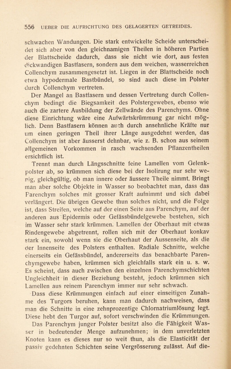 schwachen Wandungen. Die stark entwickelte Scheide unterschei¬ det sich aber von den gleichnamigen Theilen in höheren Partien der Blattscheide dadurch, dass sie nicht wie dort, aus festen dickwandigen Bastfasern, sondern aus dem weichen, wasserreichen Collenchym zusammengesetzt ist. Liegen in der Blattscheide noch etwa hypodermale Bastbündel, so sind auch diese im Polster durch Collenchym vertreten. Der Mangel an Bastfasern und dessen Vertretung durch Collen¬ chym bedingt die Biegsamkeit des Polstergewebes, ebenso wie auch die zartere Ausbildung der Zellwände des Parenchyms. Ohne diese Einrichtung wäre eine Aufwärtskrümmung gar nicht mög¬ lich. Denn Bastfasern können auch durch ansehnliche Kräfte nur um einen geringen Theil ihrer Länge ausgedehnt werden, das Collenchym ist aber äusserst dehnbar, wie z. B. schon aus seinem allgemeinen Vorkommen in rasch wachsenden Pflanzentheilen ersichtlich ist. Trennt man durch Längsschnitte feine Lamellen vom Gelenk¬ polster ab, so krümmen sich diese bei der Isolirung nur sehr we¬ nig, gleichgültig, ob man innere oder äussere Theile nimmt. Bringt man aber solche Objekte in Wasser so beobachtet man, dass das Parenchym solches mit grosser Kraft aufnimmt und sich dabei verlängert. Die übrigen Gewebe thun solches nicht, und die Folge ist, dass Streifen, welche auf der einen Seite aus Parenchym, auf der anderen aus Epidermis oder Gefässbündelgewebe bestehen, sich im Wasser sehr stark krümmen. Lamellen der Oberhaut mit etwas Rindengewebe abgetrennt, rollen sich mit der Oberhaut konkav stark ein, sowohl wenn sie die Oberhaut der Aussenseite, als die der Innenseite des Polsters enthalten. Radiale Schnitte, welche einerseits ein Gefässbündel, andererseits das benachbarte Paren¬ chymgewebe haben, krümmen sich gleichfalls stark ein u. s. w. Es scheint, dass auch zwischen den einzelnen Parenchymschichten Ungleichheit in dieser Beziehung besteht, jedoch krümmen sich Lamellen aus reinem Parenchym immer nur sehr schwach. Dass diese Krümmungen einfach auf einer einseitigen Zunah¬ me des Turgors beruhen, kann man dadurch nachweisen, dass man die Schnitte in eine zehnprozentige Chlornatriumlösung legt. Diese hebt den Turgor auf, sofort verschwinden die Krümmungen. Das Parenchym junger Polster besitzt also die Fähigkeit Was¬ ser in bedeutender Menge aufzunehmen; in dem unverletzten Knoten kann es dieses nur so weit thun, als die Elasticität der passiv gedehnten Schichten seine Vergrösserung zulässt. Auf die-