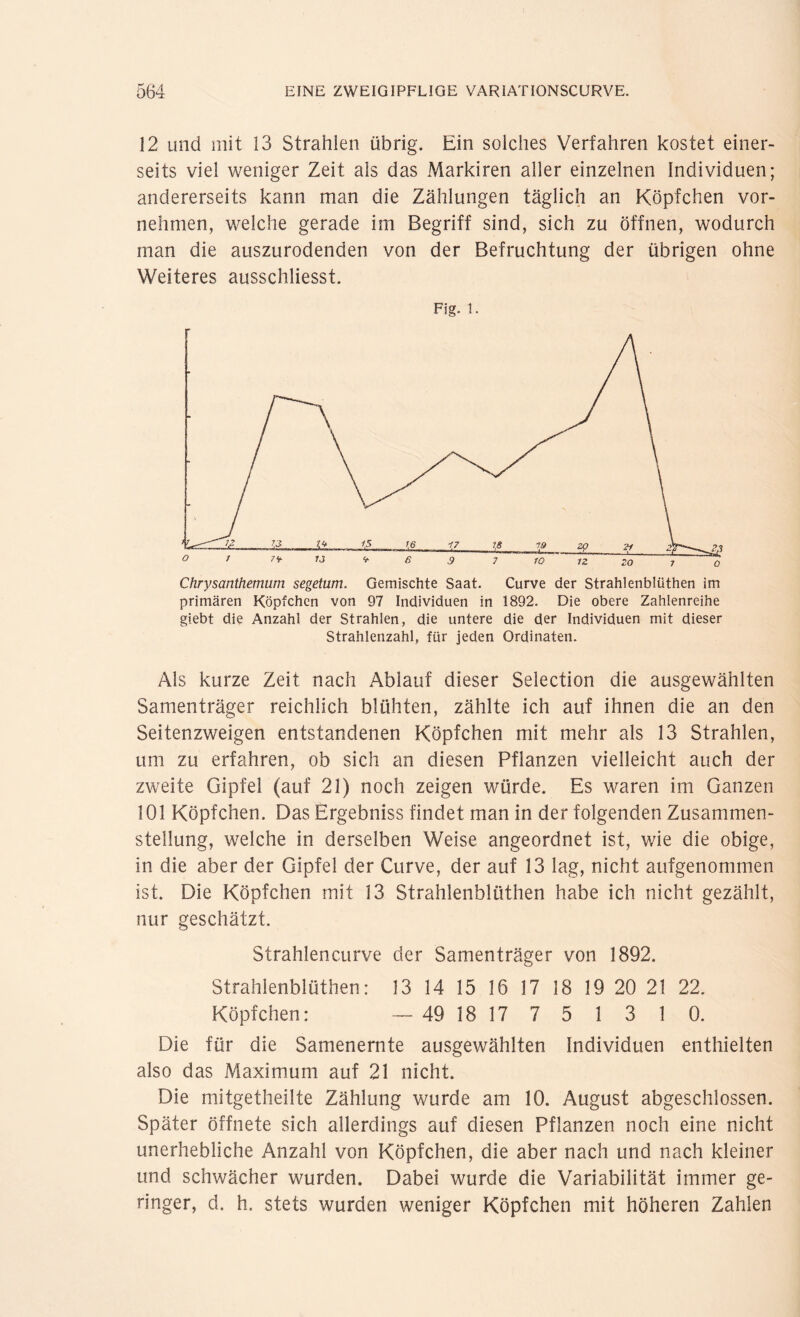 12 und mit 13 Strahlen übrig. Ein solches Verfahren kostet einer¬ seits viel weniger Zeit als das Markiren aller einzelnen Individuen; andererseits kann man die Zählungen täglich an Köpfchen vor¬ nehmen, welche gerade im Begriff sind, sich zu öffnen, wodurch man die auszurodenden von der Befruchtung der übrigen ohne Weiteres ausschliesst. Fig. i. primären Köpfchen von 97 Individuen in 1892. Die obere Zahlenreihe giebt die Anzahl der Strahlen, die untere die der Individuen mit dieser Strahlenzahl, für jeden Ordinaten. Als kurze Zeit nach Ablauf dieser Selection die ausgewählten Samenträger reichlich blühten, zählte ich auf ihnen die an den Seitenzweigen entstandenen Köpfchen mit mehr als 13 Strahlen, um zu erfahren, ob sich an diesen Pflanzen vielleicht auch der zweite Gipfel (auf 21) noch zeigen würde. Es waren im Ganzen 101 Köpfchen. Das Ergebniss findet man in der folgenden Zusammen¬ stellung, welche in derselben Weise angeordnet ist, wie die obige, in die aber der Gipfel der Curve, der auf 13 lag, nicht aufgenommen ist. Die Köpfchen mit 13 Strahlenblüthen habe ich nicht gezählt, nur geschätzt. Strahlencurve der Samenträger von 1892. Strahlenblüthen: 13 14 15 16 17 18 19 20 21 22. Köpfchen: — 49 18 17 7 5 1 3 1 0. Die für die Samenernte ausgewählten Individuen enthielten also das Maximum auf 21 nicht. Die mitgetheilte Zählung wurde am 10. August abgeschlossen. Später öffnete sich allerdings auf diesen Pflanzen noch eine nicht unerhebliche Anzahl von Köpfchen, die aber nach und nach kleiner und schwächer wurden. Dabei wurde die Variabilität immer ge¬ ringer, d. h. stets wurden weniger Köpfchen mit höheren Zahlen