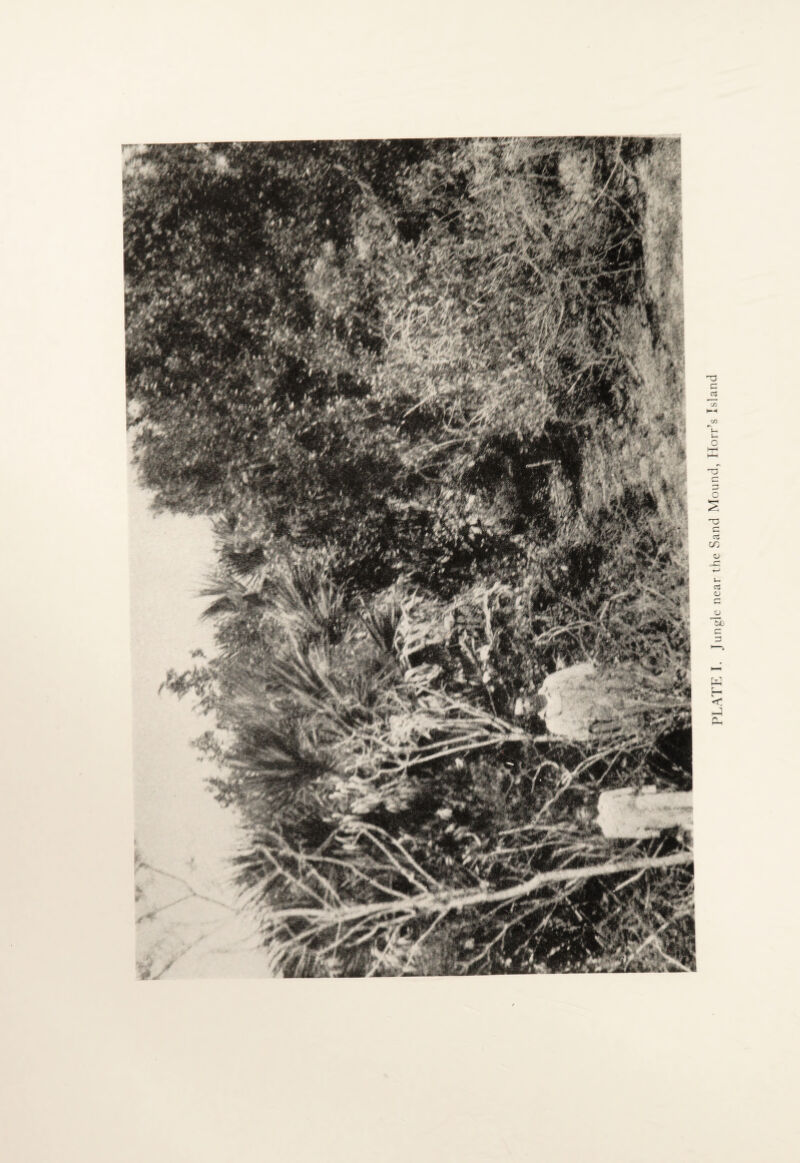 PLATE I. Jungle near the Sand Mound, Horr’s Island