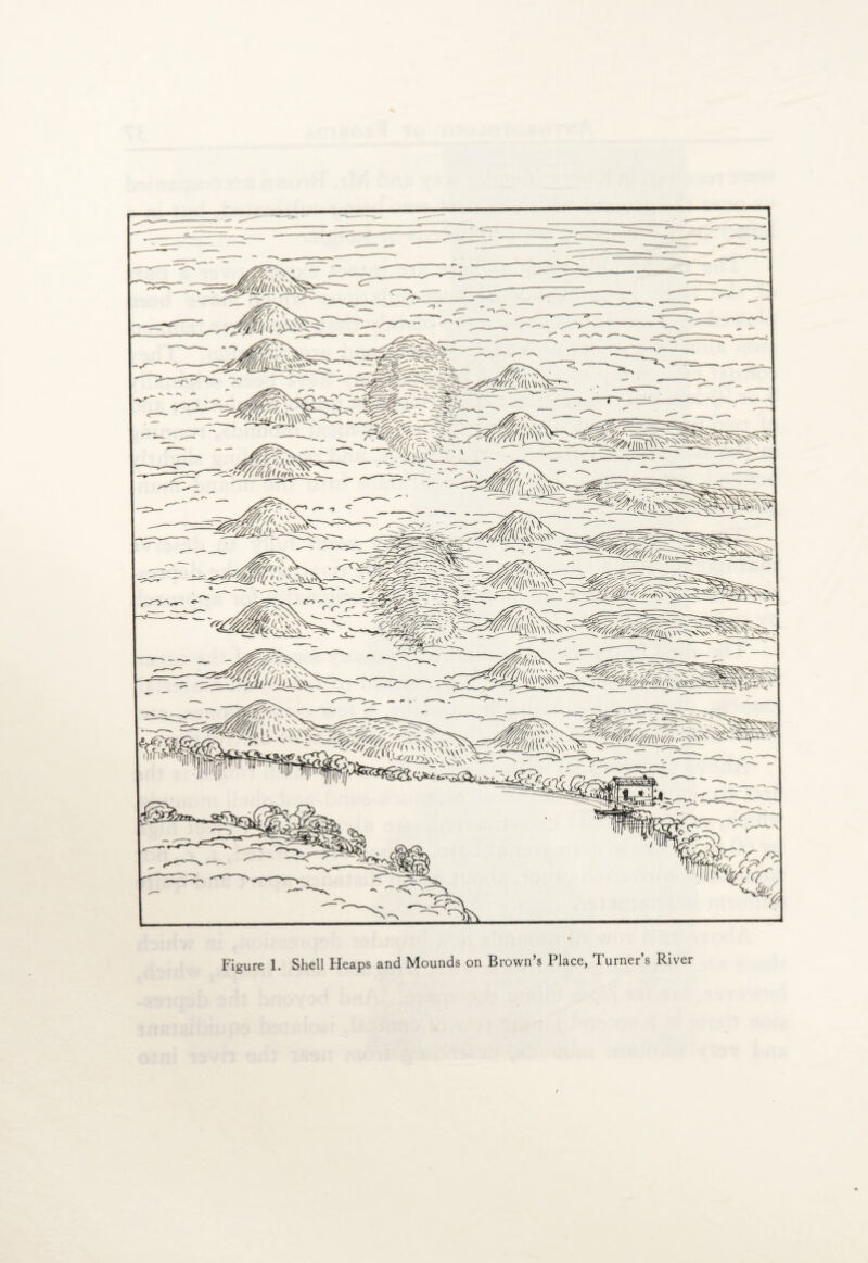 Figure 1. Shell Heaps and Mounds on Brown’s Place, Turner’s River