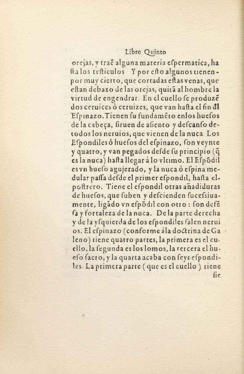 orejas, y trae alguna materia efpermatica, ha fta los tefticuios Y por edo algunos tienen - por muy cierto, que cortadas edas venas, que eftan debaxo de las orejas, quita al hombre ia virtud de engendrar. En el cuello fe produze dos ceruiccs ó ceruizes, que van hafta el fin di Efpinazo.Tienen fu fúndamete cnlos huefos de la cabera, firuen de aliento y defeanfo de* todos los neruios, que vienen de la nuca Los Efpondiles ó huefos del efpinazo, fon veynte y quatro,y van pegados defde fu principio (q es la nuca) hada llegar á lo vlcimo. El EfpSdii es vn huefo agujerado, y ia nuca ó efpina me¬ dular paila defde el primer efpondil, hada cl- poítrero. Tiene el efpondil otras añadiduras de huefos, que fuben y defeienden fucefsiua- mente, ligado vn cfpódil con otro : fon dele fa y fortaleza de la nuca. De la parte derecha y de la yfquierda de los efpondiles falen nerui os. El efpinazo (conforme ala doctrina de Ga leño) tiene quatro partes, la primera es el cu- ello, la fegunda es los lomos, la tercera el hu¬ efo facro, y la quartaacaba con fcys efpondi¬ les. La primera parte ( que es el cuello ) tiene ílc