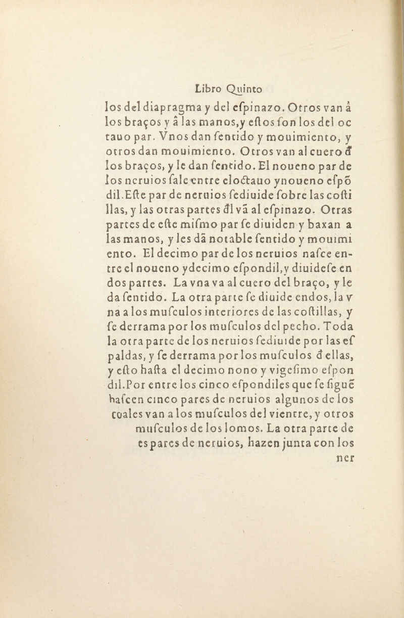 los del diapragma y del efpinazo. Otros van á ios bracos y a las manos,y eflos ion los del oc tauo par. Vnos dan fcntido y mouimiento, y otros dan mouimiento. Otros van al cuero & los bracos, y le dan fcntido. El noueno par de los ncruios fa! e entre clo&auo ynoueno cfpo dil.Efte par de ncruios fediuide Cobre las cofti lias, y las otras partes di vá al efpinazo. Otras partes de eftc mifmo par fe diuidcn y baxan a las manos, y les da notable fcntido y mouimi ento. El décimo par délos ncruios nafce en¬ tre el noueno ydccimo efpondil.y diuidefe en despartes. La vna va al cuero del bra^o, y le da fcntido. La otra parte fe diuide endos, la v na a los mufeulos interiores de las coílilías, y fe derrama por los mufeulos del pecho. Toda la otra parte de ios neruios fediuide por las ef paldas, y fe derrama por los mufeulos 6 ellas, y cílo hafta el décimo nono y vigefimo efpon dii.Por entre los cinco cfpondiles que fe íigue hafeen cinco pares de neruios algunos de ios coales van a los mufeulos del vientre, y otros mufeulos de ios Somos. La otra parce de espares de neruios, hazcn junta con los ner