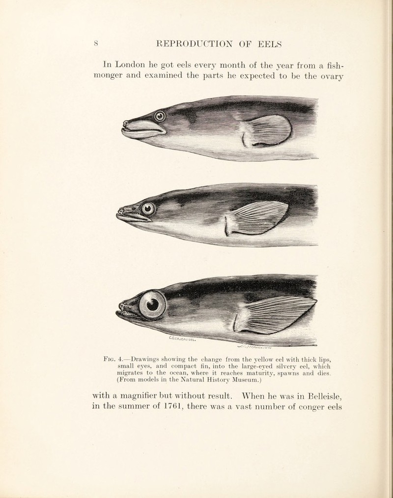 in London he got eels every month of the year from a fish¬ monger and examined the parts he expected to be the ovary Fig. 4.—Drawings showing the change from the yellow eel with thick lips, small eyes, and compact fin, into the large-eyed silvery eel, which migrates to the ocean, where it reaches maturity, spawns and dies. (From models in the Natural History Museum.) with a magnifier but without result. When he was in Belleisle, in the summer of 1761, there was a vast number of conger eels