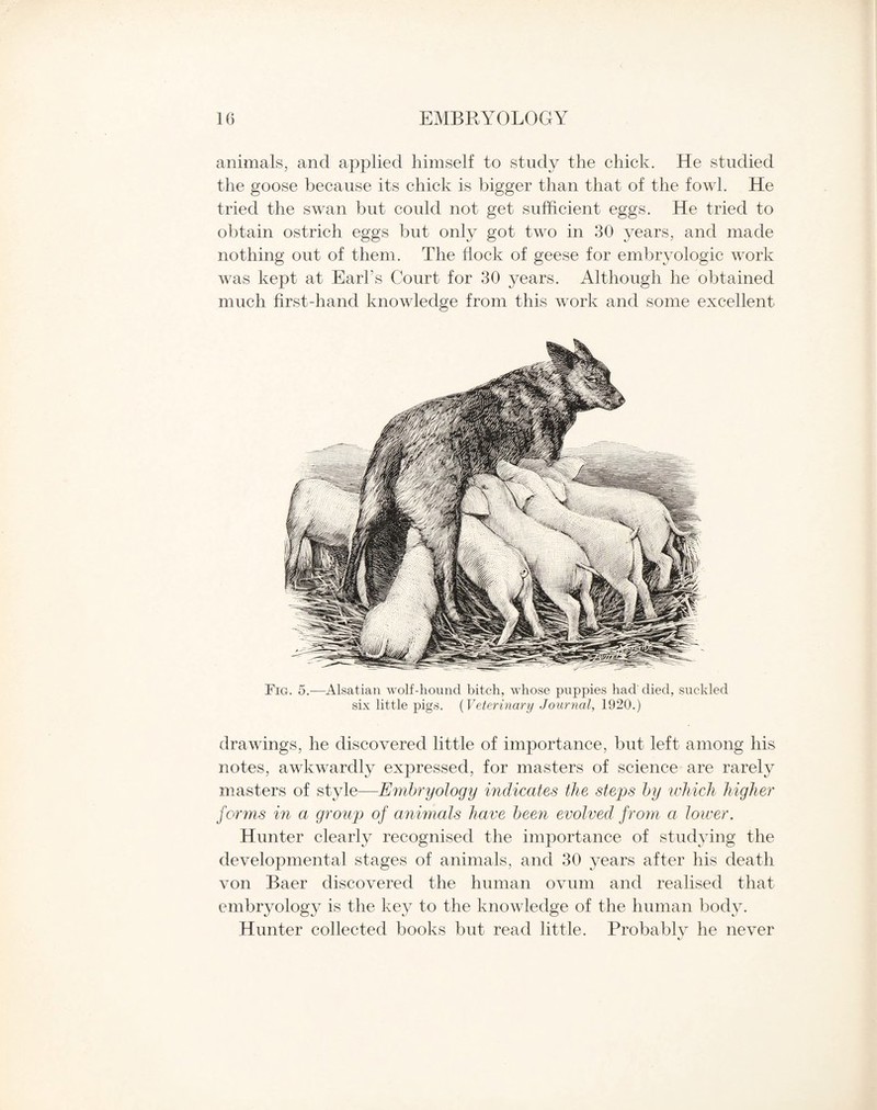 animals, and applied himself to study the chick. He studied the goose because its chick is bigger than that of the fowl. He tried the swan but could not get sufficient eggs. He tried to obtain ostrich eggs but only got two in 30 years, and made nothing out of them. The flock of geese for embryologic work was kept at Earl’s Court for 30 years. Although he obtained much first-hand knowledge from this work and some excellent Fig. 5.—Alsatian wolf-hound bitch, whose puppies had died, suckled six little pigs. (Veterinary Journal, 1920.) drawings, he discovered little of importance, but left among his notes, awkwardly expressed, for masters of science are rarely masters of style—Embryology indicates the steps by which higher forms in a group of animals have been evolved from a lower. Hunter clearly recognised the importance of studying the developmental stages of animals, and 30 years after his death von Baer discovered the human ovum and realised that embryology is the key to the knowledge of the human body. Hunter collected books but read little. Probablv he never */