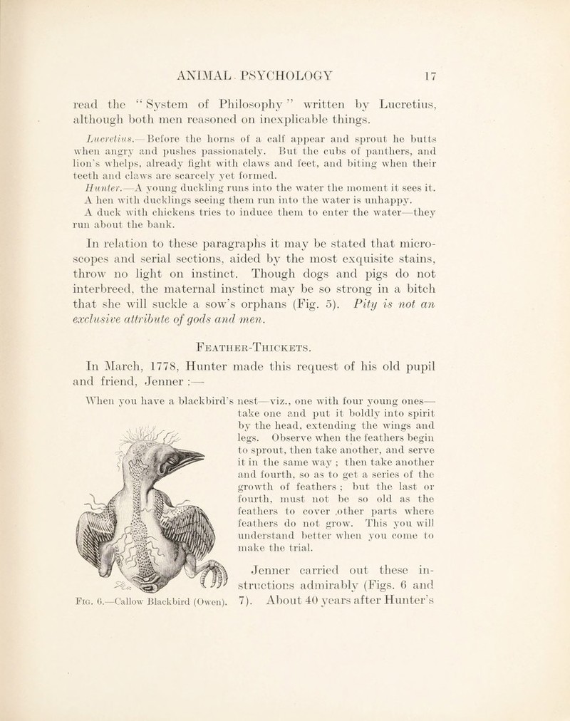 read the “ System of Philosophy ?5 written by Lucretius, although both men reasoned on inexplicable things. Lucretius.— Before the horns of a calf appear and sprout he butts when angry and pushes passionately. But the cubs of panthers, and lion’s whelps, already fight with claws and feet, and biting when their teeth and claws are scarcely yet formed. Hunter.—A young duckling runs into the water the moment it sees it. A hen with ducklings seeing them run into the water is unhappy. A duck with chickens tries to induce them to enter the water—they run about the bank. In relation to these paragraphs it may be stated that micro¬ scopes and serial sections, aided by the most exquisite stains, throw no light on instinct. Though dogs and pigs do not interbreed, the maternal instinct may be so strong in a bitch that she will suckle a sow's orphans (Fig. 5). Pity is not an exclusive attribute of gods and men. Feather-Thickets. In March, 1778, Hunter made this request of his old pupil and friend, Jenner :—- When you have a blackbird’s nest—viz., one with four young ones— take one and put it boldly into spirit by the head, extending the wings and legs. Observe when the feathers begin to sprout, then take another, and serve it in the same way ; then take another and fourth, so as to get a series of the growth of feathers ; but the last or fourth, must not be so old as the feathers to cover .other parts where feathers do not grow. This you will understand better when you come to make the trial. Jenner carried out these in¬ structions admirably (Figs. 6 and 7). About 40 years after Hunter s