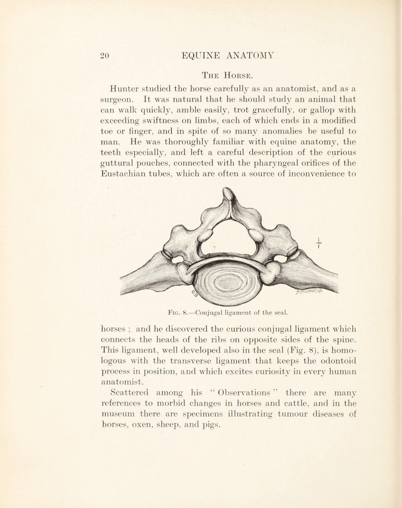 The Horse. Hunter studied the horse carefully as an anatomist, and as a surgeon. It was natural that he should study an animal that can walk quickly, amble easily, trot gracefully, or gallop with exceeding swiftness on limbs, each of which ends in a modified toe or finger, and in spite of so many anomalies be useful to man. He was thoroughly familiar with equine anatomy, the teeth especially, and left a careful description of the curious guttural pouches, connected with the pharyngeal orifices of the Eustachian tubes, which are often a source of inconvenience to Fig. 8.—Conjugal ligament of the seal. horses ; and he discovered the curious conjugal ligament which connects the heads of the ribs on opposite sides of the spine. This ligament, well developed also in the seal (Fig. 8), is homo¬ logous with the transverse ligament that keeps the odontoid process in position, and which excites curiosity in every human anatomist. Scattered among his “ Observations  there are many references to morbid changes in horses and cattle, and in the museum there are specimens illustrating tumour diseases of horses, oxen, sheep, and pigs.
