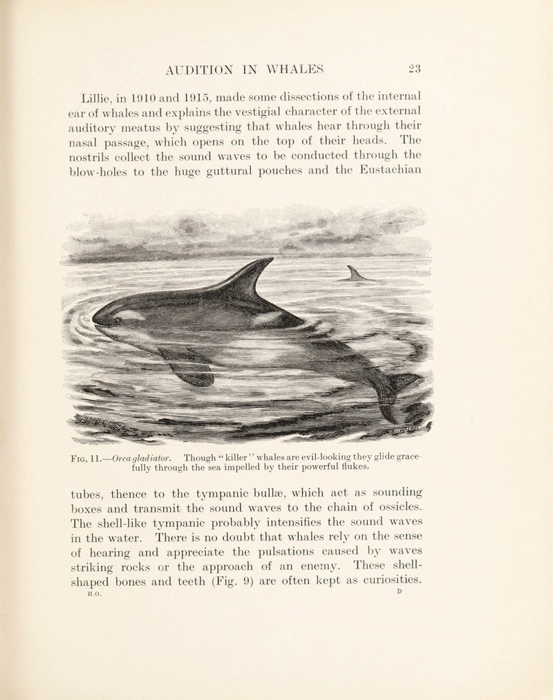 Lillie, in 1910 and 1915, made some dissections of the internal ear of whales and explains the vestigial character of the external auditory meatus by suggesting that whales hear through their nasal passage, which opens on the top of their heads. The nostrils collect the sound waves to be conducted through the blow-holes to the huge guttural pouches and the Eustachian Fig. 11.—Orcagladiator. Though “ killer ” whales are evil-looking they glide grace fully through the sea impelled by their powerful flukes. tubes, thence to the tympanic bullae, which act as sounding boxes and transmit the sound waves to the chain of ossicles. The shell-like tympanic probably intensifies the sound waves in the water. There is no doubt that whales rely on the sense of hearing and appreciate the pulsations caused by waves striking rocks or the approach of an enemy. These shell- shaped bones and teeth (Fig. 9) are often kept as curiosities.