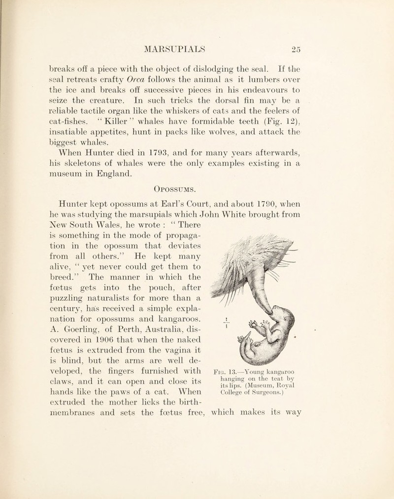 breaks off a piece with the object of dislodging the seal. If the seal retreats crafty Orca follows the animal as it lumbers over the ice and breaks off successive pieces in his endeavours to seize the creature. In such tricks the dorsal fin may be a reliable tactile organ like the whiskers of cats and the feelers of cat-fishes. “ Killer  whales have formidable teeth (Fig. 12), insatiable appetites, hunt in packs like wolves, and attack the biggest whales. When Hunter died in 1793, and for many years afterwards, his skeletons of whales were the only examples existing in a museum in England. Opossums. Hunter kept opossums at Earl’s Court, and about 1790, when he was studying the marsupials which John White brought from New South Wales, he wrote : “ There is something in the mode of propaga¬ tion in the opossum that deviates from all others.'5 He kept many alive, “ yet never could get them to breed. The manner in which the foetus gets into the pouch, after puzzling naturalists for more than a century, has received a simple expla¬ nation for opossums and kangaroos. A. Goerling, of Perth, Australia, dis¬ covered in 1906 that when the naked foetus is extruded from the vagina it is blind, but the arms are well de¬ veloped, the fingers furnished with claws, and it can open and close its hands like the paws of a cat. When ext ruded the mother licks the birth- membranes and sets the foetus free, Fig. 13.—Young kangaroo hanging on the teat by its lips. (Museum, Royal College of Surgeons.) which makes its way