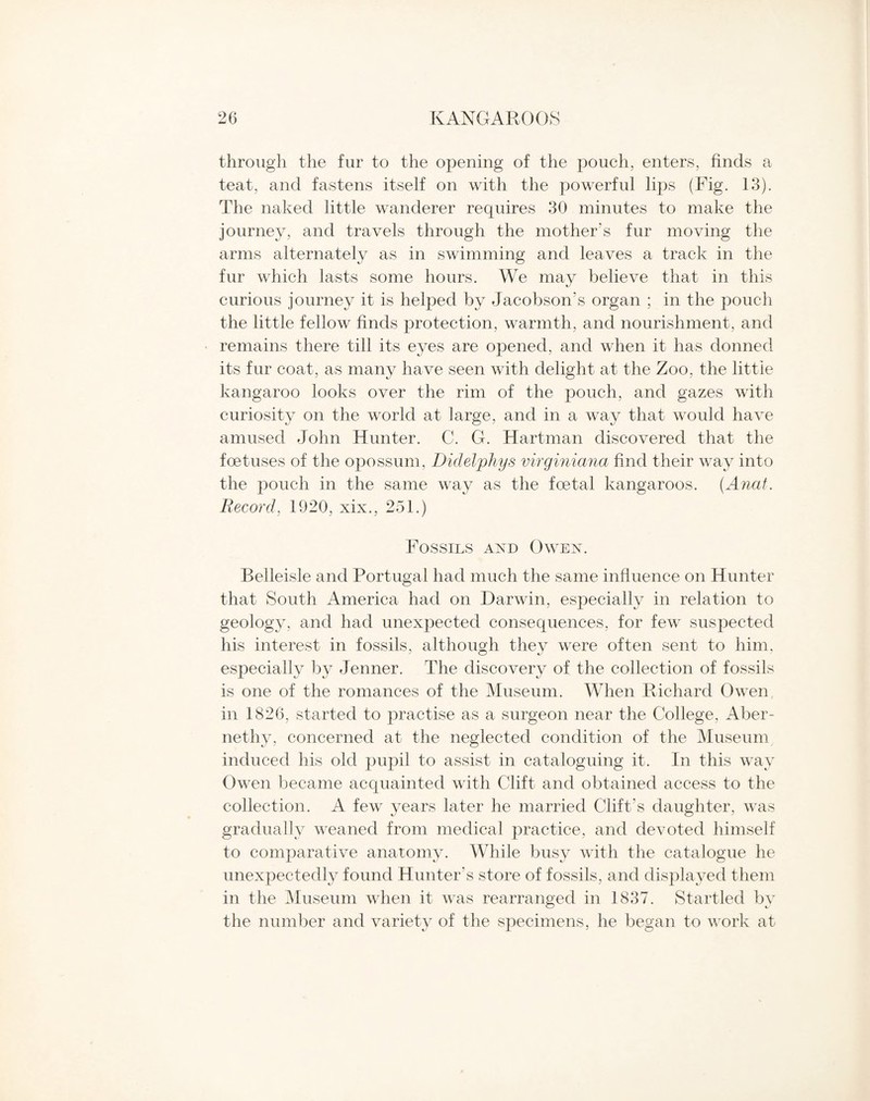 through the fur to the opening of the pouch, enters, finds a teat, and fastens itself on with the powerful lips (Fig. 13). The naked little wanderer requires 30 minutes to make the journey, and travels through the mother’s fur moving the arms alternately as in swimming and leaves a track in the fur which lasts some hours. We may believe that in this curious journey it is helped by Jacobson’s organ ; in the pouch the little fellow finds protection, warmth, and nourishment, and remains there till its eyes are opened, and when it has donned its fur coat, as many have seen with delight at the Zoo, the little kangaroo looks over the rim of the pouch, and gazes with curiosity on the world at large, and in a way that would have amused John Hunter. C. G. Hartman discovered that the foetuses of the opossum, Didelphys virginiana find their way into the pouch in the same way as the foetal kangaroos. (Anat. Record, 1920, xix., 251.) Fossils and Owen. Relleisle and Portugal had much the same influence on Hunter that South America had on Darwin, especially in relation to geology, and had unexpected consequences, for few suspected his interest in fossils, although they were often sent to him, especially by Jenner. The discovery of the collection of fossils is one of the romances of the Museum. When Richard Owen in 1826, started to practise as a surgeon near the College, Aber- nethy, concerned at the neglected condition of the Museum induced his old pupil to assist in cataloguing it. In this way Owen became acquainted with Clift and obtained access to the collection. A few years later he married Clift’s daughter, was gradually weaned from medical practice, and devoted himself to comparative anatomy. While busy with the catalogue he unexpectedly found Hunter’s store of fossils, and displayed them in the Museum when it was rearranged in 1837. Startled by the number and variety of the specimens, he began to work at