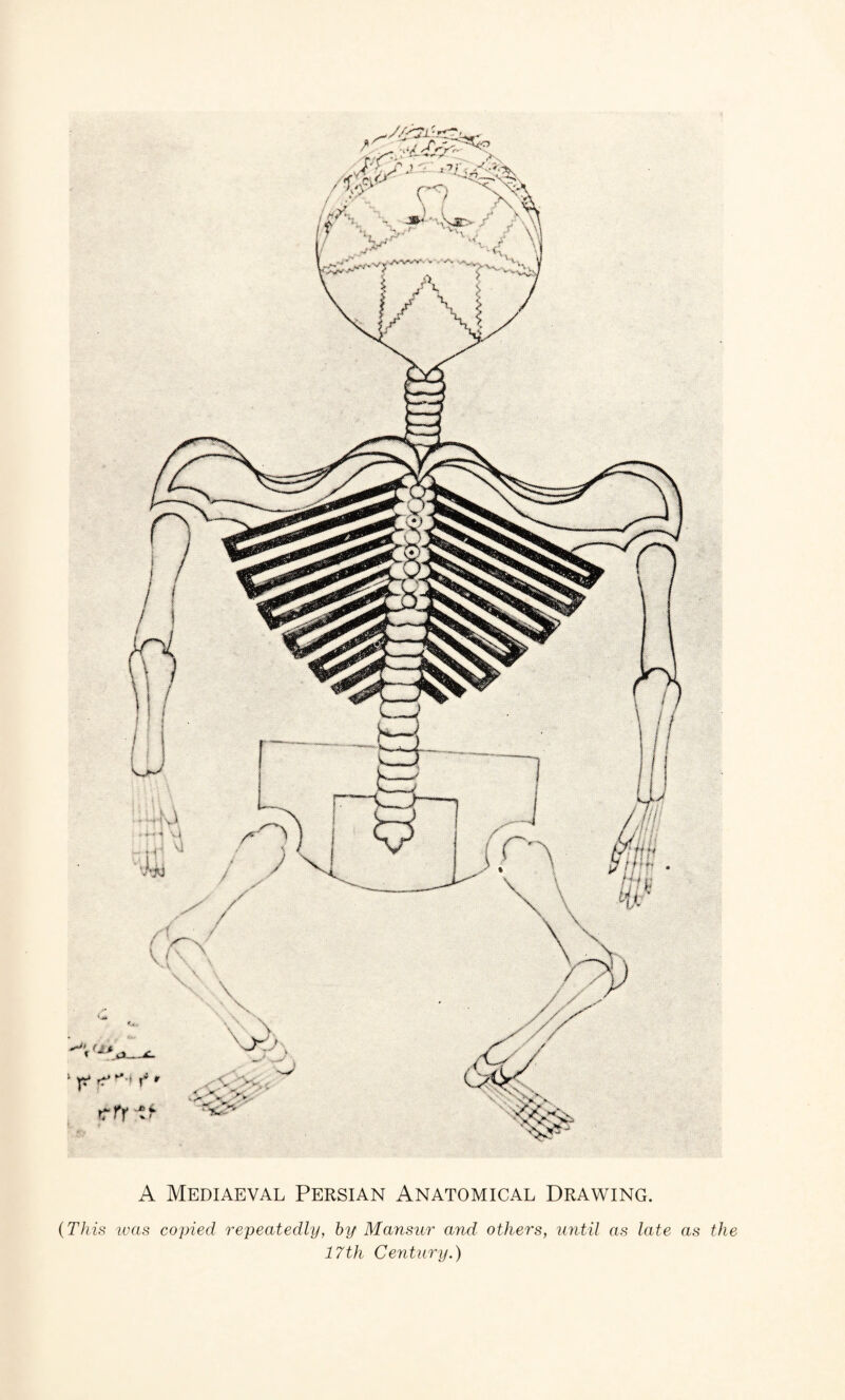 A Mediaeval Persian Anatomical Drawing. (This was copied repeatedly, by Mansur and others, until as late as the 17th Century.)