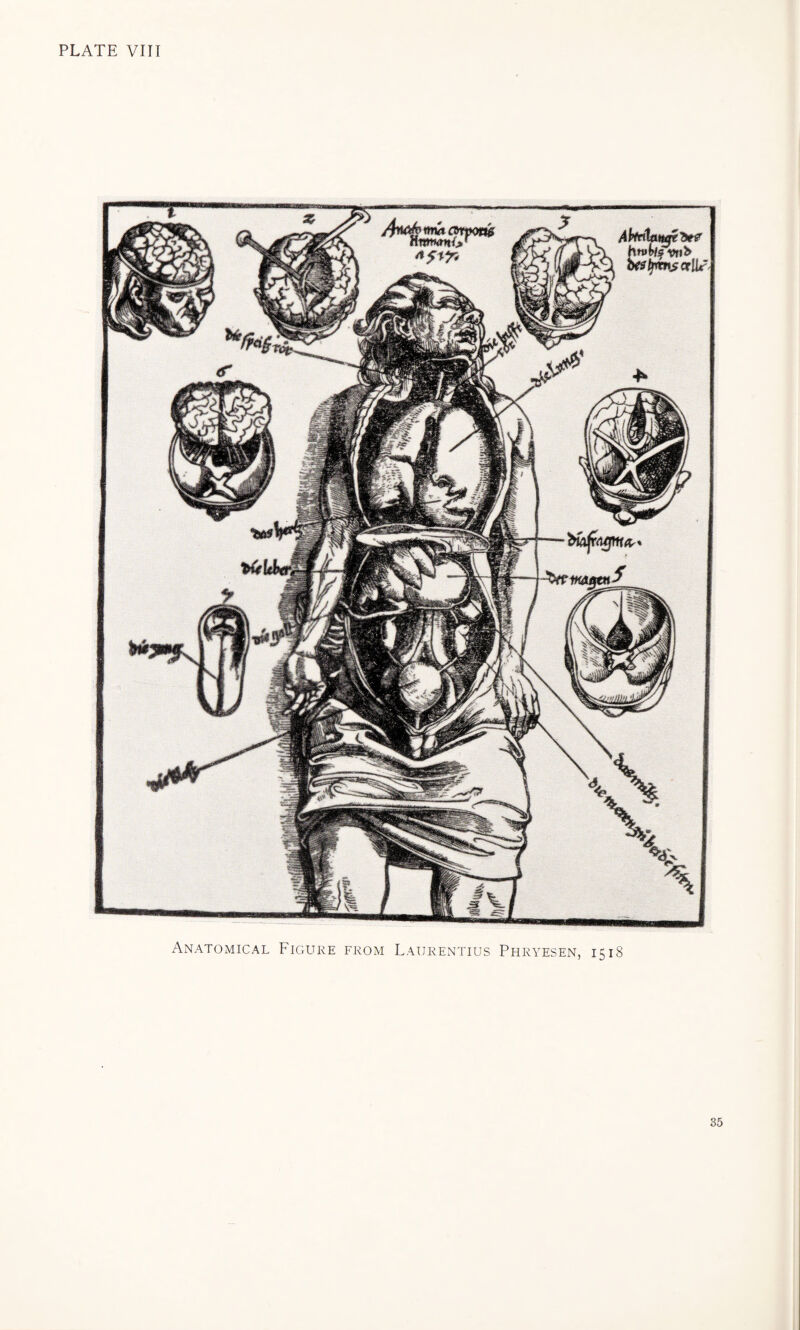 PLATE VIII Anatomical Figure from Laurentius Phryesen, 1518 85