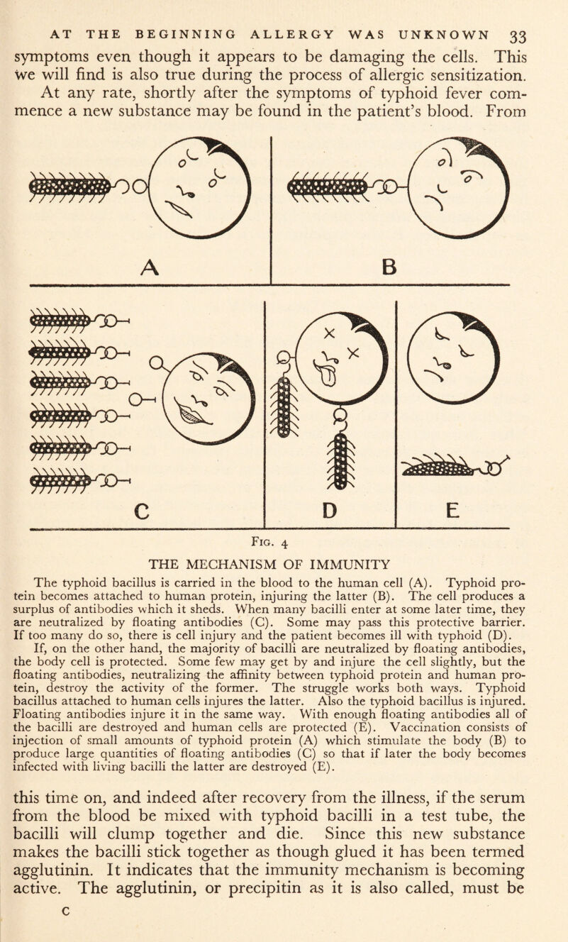 symptoms even though it appears to be damaging the cells. This we will find is also true during the process of allergic sensitization. At any rate, shortly after the symptoms of typhoid fever com¬ mence a new substance may be found in the patient’s blood. From Fig. 4 THE MECHANISM OF IMMUNITY The typhoid bacillus is carried in the blood to the human cell (A). Typhoid pro¬ tein becomes attached to human protein, injuring the latter (B). The cell produces a surplus of antibodies which it sheds. When many bacilli enter at some later time, they are neutralized by floating antibodies (C). Some may pass this protective barrier. If too many do so, there is cell injury and the patient becomes ill with typhoid (D). If, on the other hand, the majority of bacilli are neutralized by floating antibodies, the body cell is protected. Some few may get by and injure the cell slightly, but the floating antibodies, neutralizing the affinity between typhoid protein and human pro¬ tein, destroy the activity of the former. The struggle works both ways. Typhoid bacillus attached to human cells injures the latter. Also the typhoid bacillus is injured. Floating antibodies injure it in the same way. With enough floating antibodies all of the bacilli are destroyed and human cells are protected (E). Vaccination consists of injection of small amounts of typhoid protein (A) which stimulate the body (B) to produce large quantities of floating antibodies (C) so that if later the body becomes infected with living bacilli the latter are destroyed (E). this time on, and indeed after recovery from the illness, if the serum from the blood be mixed with typhoid bacilli in a test tube, the bacilli will clump together and die. Since this new substance makes the bacilli stick together as though glued it has been termed agglutinin. It indicates that the immunity mechanism is becoming active. The agglutinin, or precipitin as it is also called, must be c