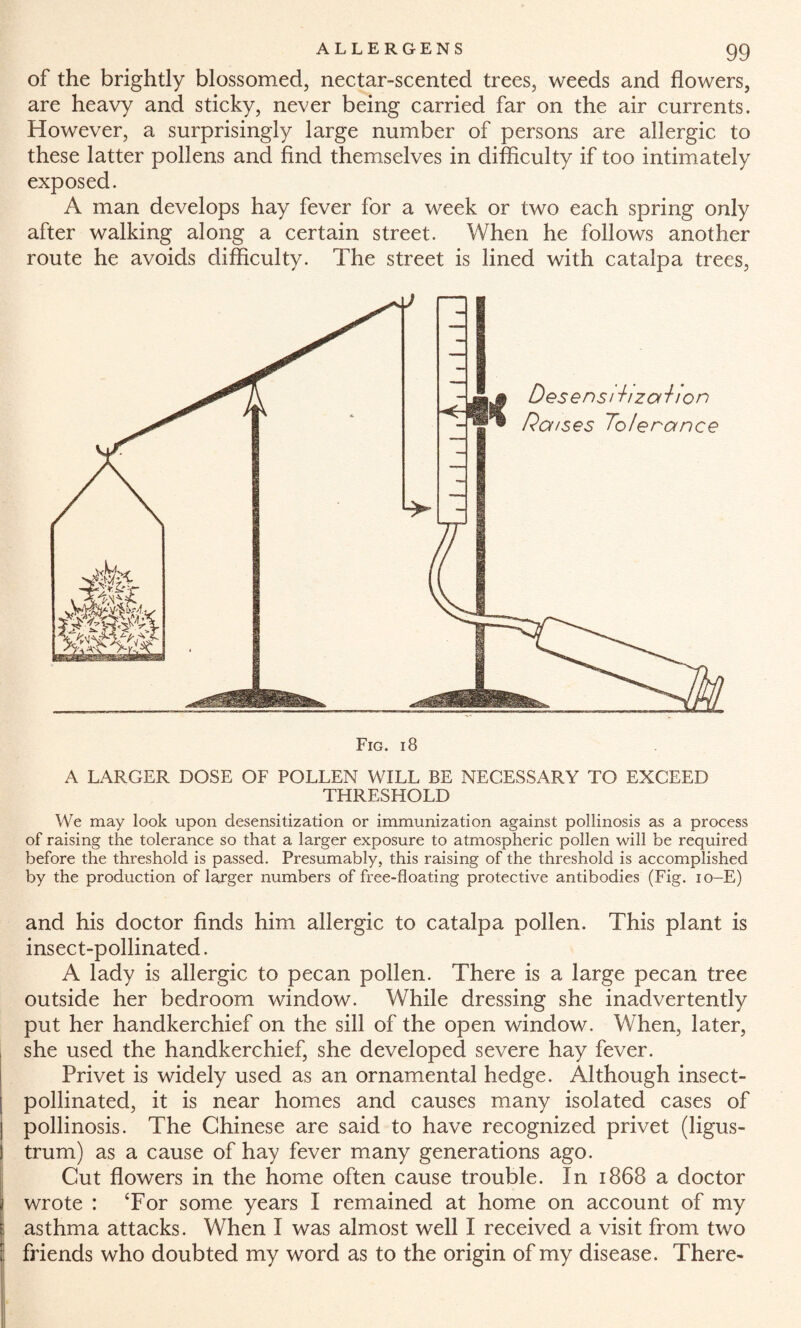 of the brightly blossomed, nectar-scented trees, weeds and flowers, are heavy and sticky, never being carried far on the air currents. However, a surprisingly large number of persons are allergic to these latter pollens and find themselves in difficulty if too intimately exposed. A man develops hay fever for a week or two each spring only after walking along a certain street. When he follows another route he avoids difficulty. The street is lined with catalpa trees, Fig. i 8 A LARGER DOSE OF POLLEN WILL BE NECESSARY TO EXCEED THRESHOLD We may look upon desensitization or immunization against pollinosis as a process of raising the tolerance so that a larger exposure to atmospheric pollen will be required before the threshold is passed. Presumably, this raising of the threshold is accomplished by the production of larger numbers of free-floating protective antibodies (Fig. io-E) and his doctor finds him allergic to catalpa pollen. This plant is insect-pollinated. A lady is allergic to pecan pollen. There is a large pecan tree outside her bedroom window. While dressing she inadvertently put her handkerchief on the sill of the open window. When, later, she used the handkerchief, she developed severe hay fever. Privet is widely used as an ornamental hedge. Although insect- pollinated, it is near homes and causes many isolated cases of | pollinosis. The Chinese are said to have recognized privet (ligus- trum) as a cause of hay fever many generations ago. Cut flowers in the home often cause trouble. In 1868 a doctor wrote : Tor some years I remained at home on account of my I asthma attacks. When I was almost well I received a visit from two i friends who doubted my word as to the origin of my disease. There-