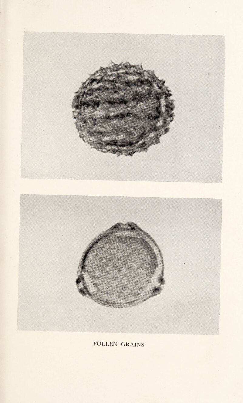 POLLEN GRAINS