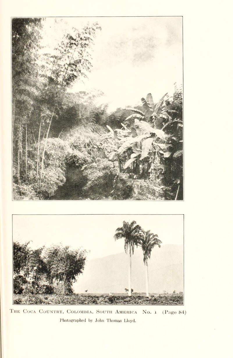 The Coca Country, Colombia, South America No. i (Page 84)