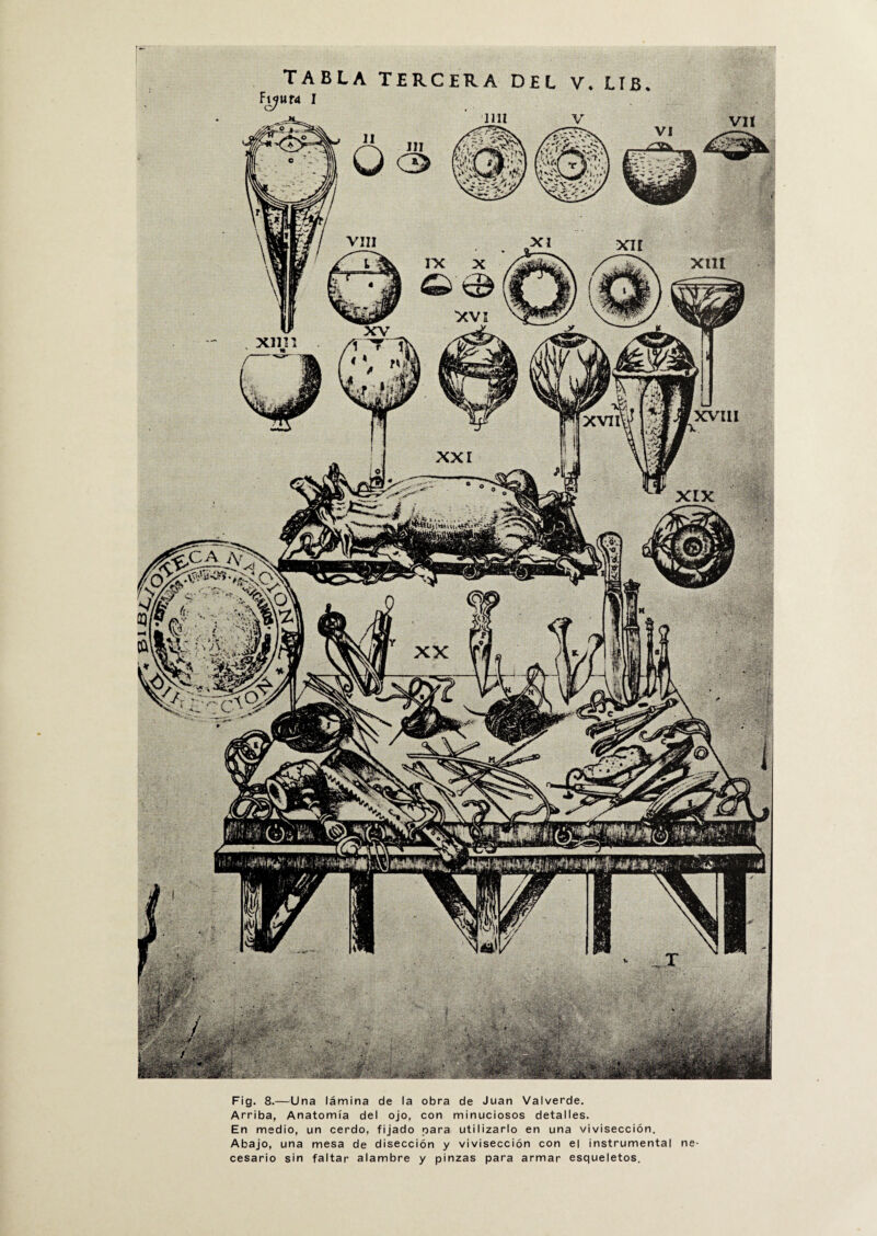 TABLA TERCERA DEL V. LIE Mf4 I XVIII xvir i t , y. > Í¿: «La* Fig. 8.—Una lámina de la obra de Juan Valverde. Arriba, Anatomía del ojo, con minuciosos detalles. En medio, un cerdo, fijado para utilizarlo en una vivisección. Abajo, una mesa de disección y vivisección con el instrumental ne¬ cesario sin faltar alambre y pinzas para armar esqueletos.