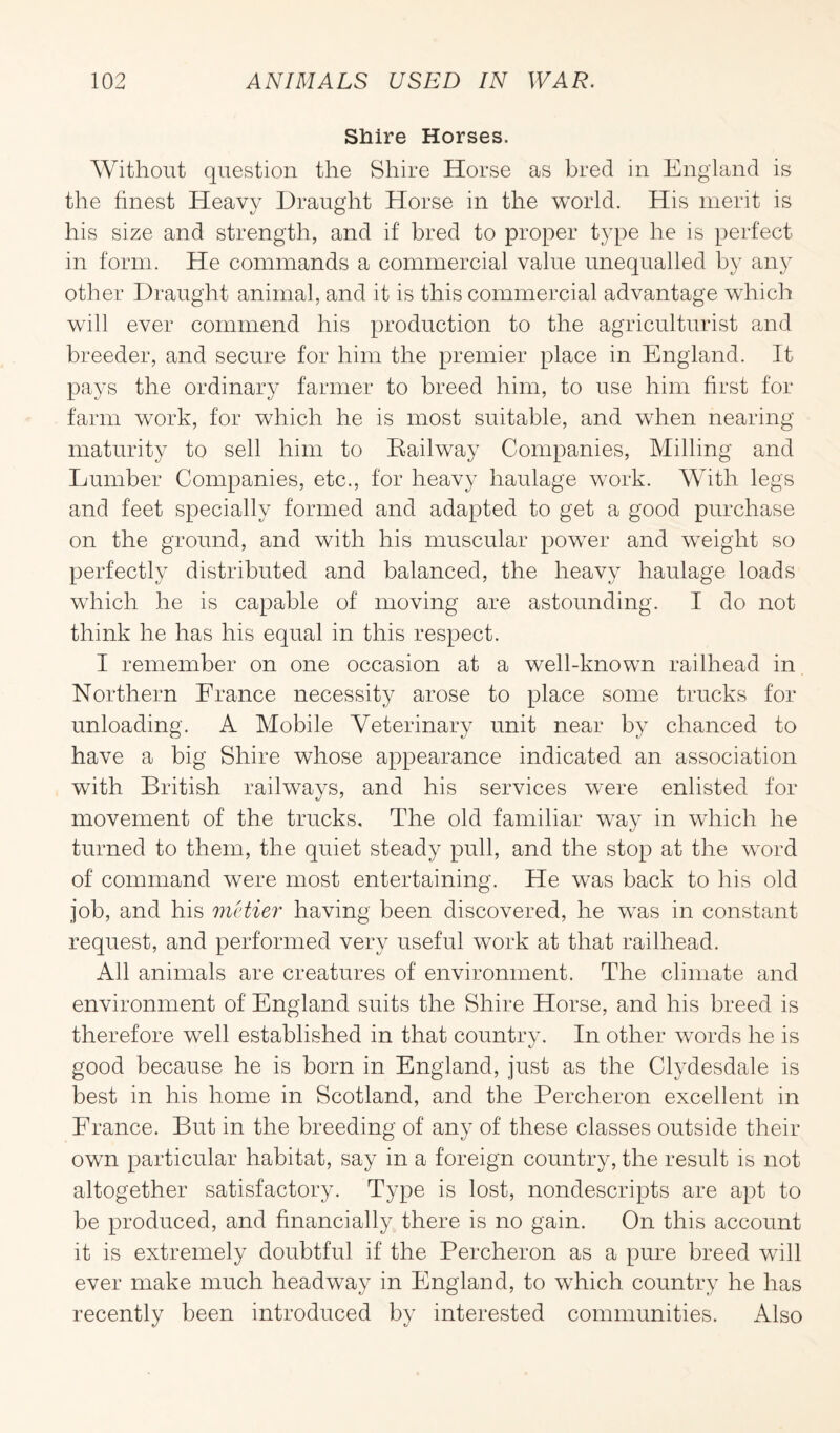 Shire Horses. Without question the Shire Horse as bred in England is the finest Heavy Draught Horse in the world. His merit is his size and strength, and if bred to proper type he is perfect in form. He commands a commercial value unequalled by any other Draught animal, and it is this commercial advantage which will ever commend his production to the agriculturist and breeder, and secure for him the premier place in England. It pays the ordinary farmer to breed him, to use him first for farm work, for which he is most suitable, and when nearing maturity to sell him to Railway Companies, Milling and Lumber Companies, etc., for heavy haulage work. With legs and feet specially formed and adapted to get a good purchase on the ground, and with his muscular power and weight so perfectly distributed and balanced, the heavy haulage loads which he is capable of moving are astounding. I do not think he has his equal in this respect. I remember on one occasion at a well-known railhead in Northern France necessity arose to place some trucks for unloading. A Mobile Veterinary unit near by chanced to have a big Shire whose appearance indicated an association with British railways, and his services were enlisted for movement of the trucks. The old familiar way in which he turned to them, the quiet steady pull, and the stop at the word of command were most entertaining. He was back to his old job, and his metier having been discovered, he was in constant request, and performed very useful work at that railhead. All animals are creatures of environment. The climate and environment of England suits the Shire Horse, and his breed is therefore well established in that country. In other words he is good because he is born in England, just as the Clydesdale is best in his home in Scotland, and the Percheron excellent in France. But in the breeding of any of these classes outside their own particular habitat, say in a foreign country, the result is not altogether satisfactory. Type is lost, nondescripts are apt to be produced, and financially there is no gain. On this account it is extremely doubtful if the Percheron as a pure breed will ever make much headway in England, to which country he has recently been introduced by interested communities. Also