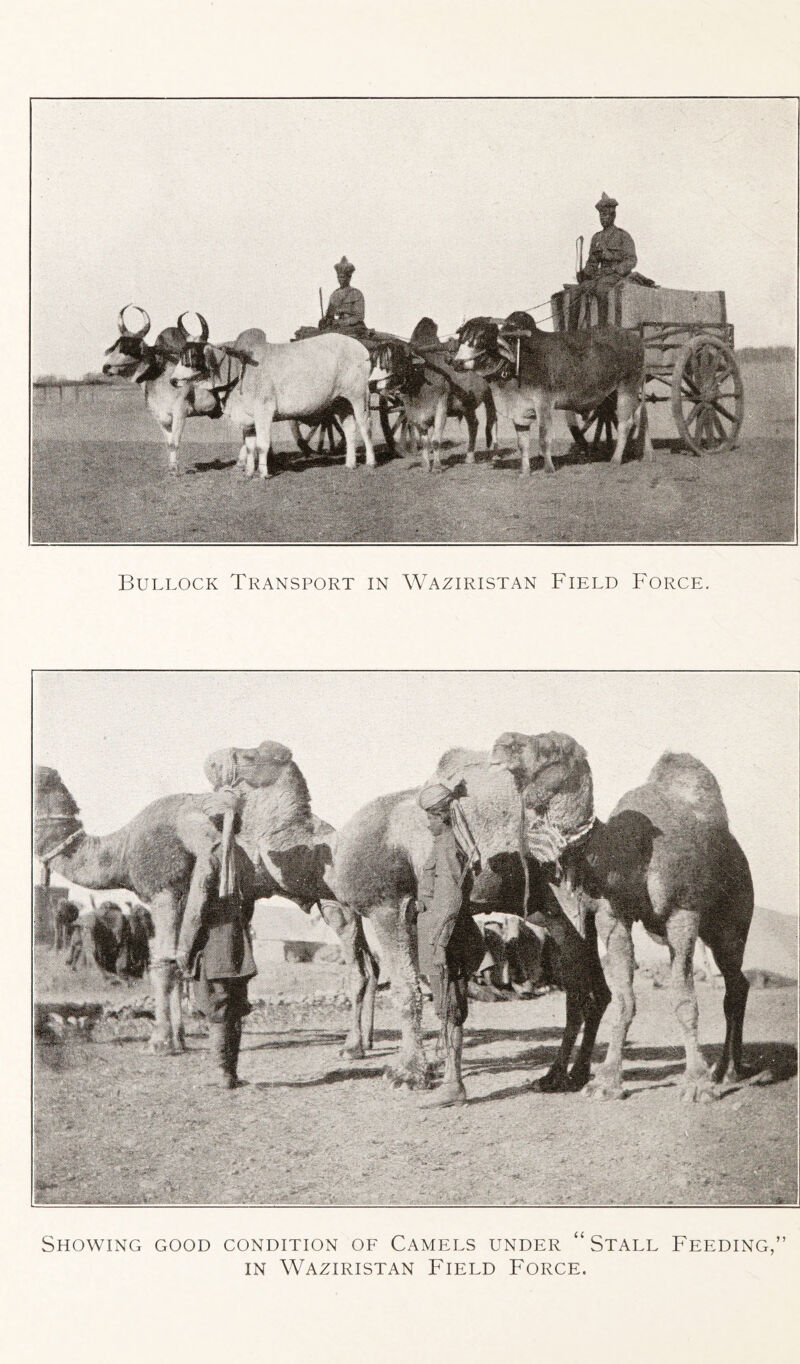 Bullock Transport in Waziristan Field Force. ► I#®* Showing good condition of Camels under “ Stall Feeding,” in Waziristan Field Force.