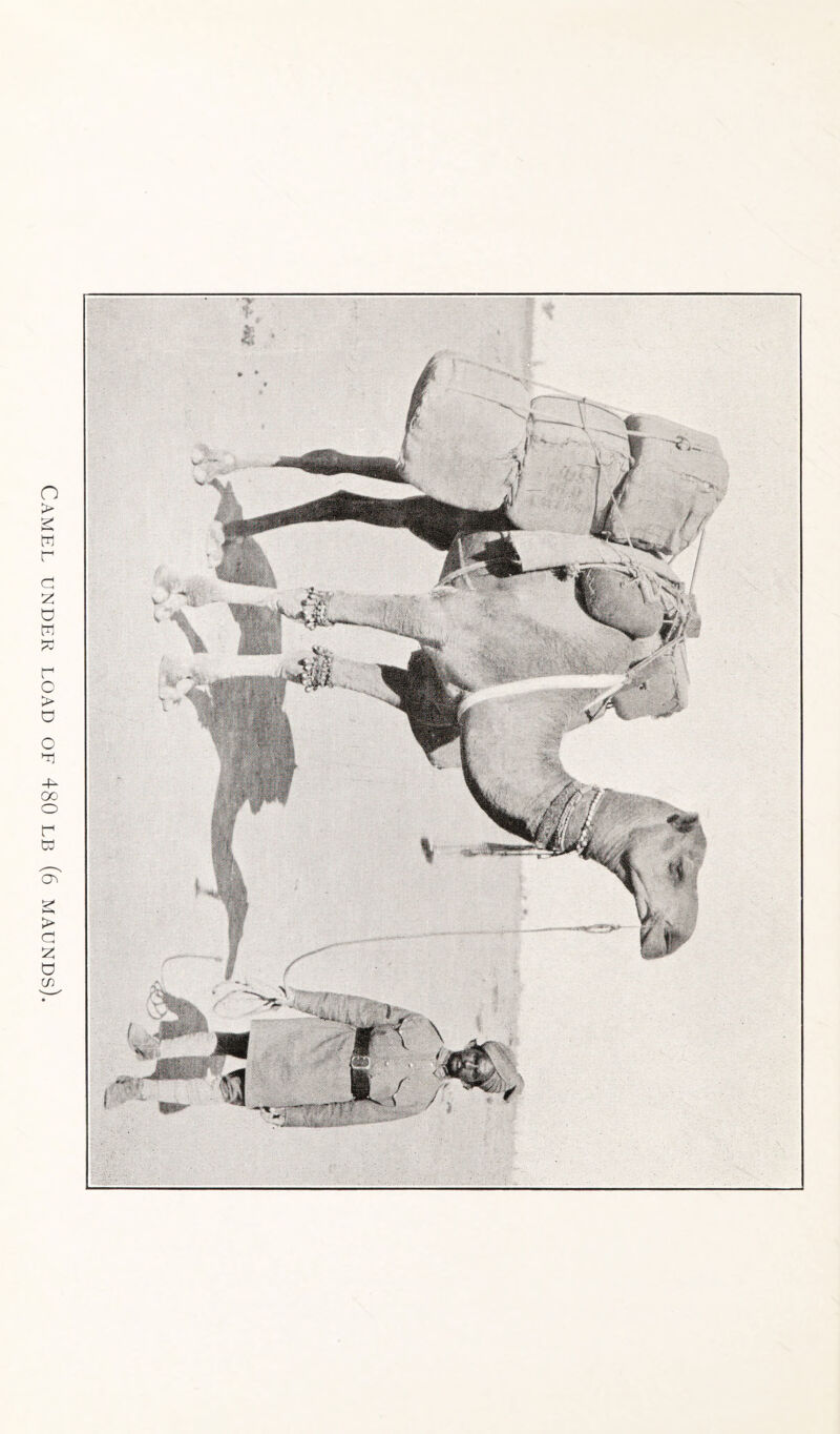 Camel under load of 480 lb (6 maunds).
