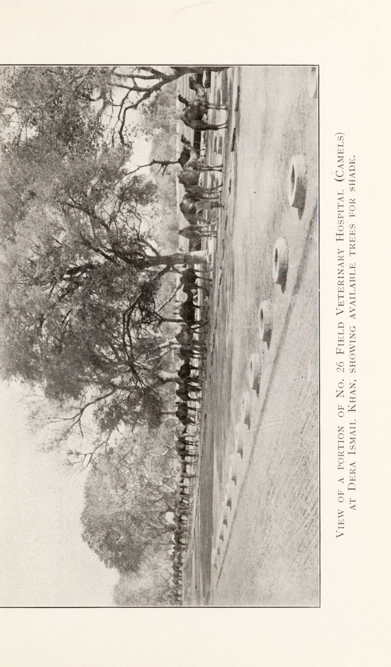 View of a portion of No. 26 Field Veterinary Hospital (Camels) at Dera Ismail Khan, showing available trees for shade.