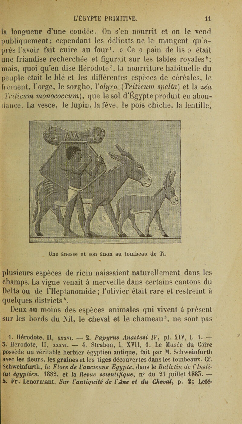 la longueur d’une coudée. On s’en nourrit et on le vend publiquement; cependant les délicats ne le mangent qu’a- près l’avoir fait cuire au four1. » Ce « pain de lis » était une friandise recherchée et figurait sur les tables royales2 *; mais, quoi qu’en dise Hérodote5, la nourriture habituelle du peuple était le blé et les différentes espèces de céréales, le froment, l’orge, le sorgho, 1 ’olyra (Triticum spelta) et la zéa 1Triticum monococcum), que le sol d’Égypte produit en abon¬ dance. La vesce, le lupin, la fève, le pois chiche, la lentille, Une ânesse et son ânon au tombeau de Ti. plusieurs espèces de ricin naissaient naturellement dans les champs. La vigne venait à merveille dans certains cantons du Delta ou de l’Heptanomide; l’olivier était rare et restreint à quelques districts4. Deux au moins des espèces animales qui vivent à présent sur les bords du Nil, le cheval et le chameau5, ne sont pas 1. Hérodote, II, xxxvi. — 2. Papyrus Anastasi IV, pl. XIV, 1.1. — 3. Hérodote, II, xxxvi. — 4. Strabon, 1. XVIl, 1. Le Musée du Caire possède un véritable herbier égyptien antique, fait par M. Schweinfurth avec les fleurs, les graines et les tiges découvertes dans les tombeaux. Cf. Schweinfurth, la Flore de l'ancienne Égypte, dans le Bulletin de l’Insti¬ tut égyptien, 1882, et la Revue scientifique, n° du 21 juillet 1883. — 5. Fr. Lenormant, Sur l'antiquité de l’Ane et du Cheval, p. 2; Lefé-