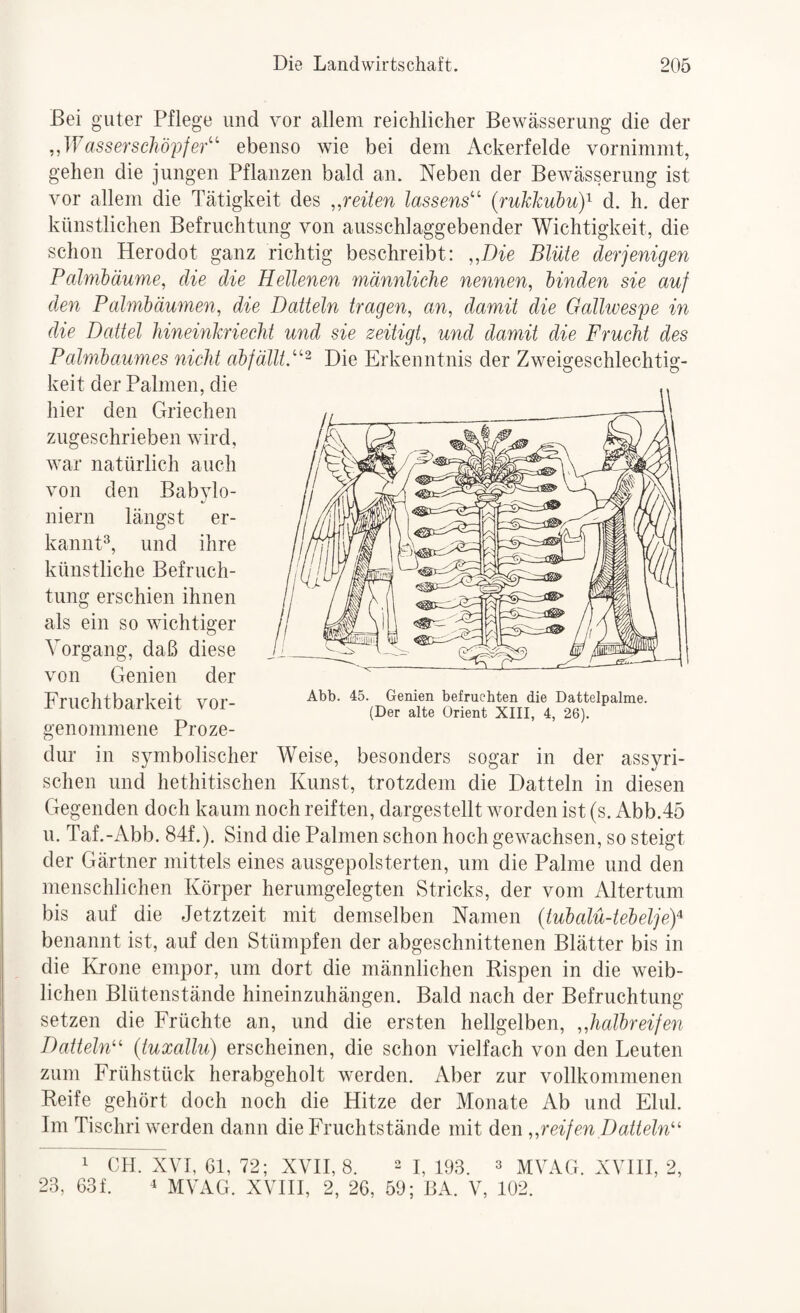 Bei guter Pflege und vor allem reichlicher Bewässerung die der asserscli'ö'pfer’'' ebenso wie bei dem Ackerfelde vornimmt, gehen die jungen Pflanzen bald an. Neben der Bewässerung ist vor allem die Tätigkeit des ,,reiten lassens'' {rukkubuy d. h. der künstlichen Befruchtung von ausschlaggebender Wichtigkeit, die schon Herodot ganz richtig beschreibt: ,,Die Blüte derjenigen Palmbäume, die die Hellenen männliche neyinen, binden sie auf den Palmbäumen, die Datteln tragen, an, damit die Galhvespe in die Dattel hineinkriecht und sie zeitigt, und damit die Frucht des Palmbaumes nicht abfälltP^ Die Erkenntnis der Zweigeschlechtig¬ keit der Palmen, die hier den Griechen zugeschrieben wird, war natürlich auch von den Babylo¬ niern längst er¬ kannt®, und ihre künstliche Befruch¬ tung erschien ihnen als ein so wichtiger Vorgang, daß diese von Genien der Fruchtbarkeit vor- genonimene Proze¬ dur in symbolischer Weise, besonders sogar in der assyri¬ schen und hethitischen Kunst, trotzdem die Datteln in diesen Gegenden doch kaum noch reiften, dargestellt worden ist (s. Abb.45 u. Taf.-Abb. 84f.). Sind die Palmen schon hoch gewachsen, so steigt der Gärtner mittels eines ausgepolsterten, um die Palme und den menschlichen Körper herumgelegten Stricks, der vom Altertum bis auf die Jetztzeit mit demselben Namen {tubalü-tebeljeY benannt ist, auf den Stümpfen der abgeschnittenen Blätter bis in die Krone empor, um dort die männlichen Kispen in die weib¬ lichen Blütenstände hineinzuhängen. Bald nach der Befruchtung setzen die Früchte an, und die ersten hellgelben, „halbreifen Dattehü' (tuxallu) erscheinen, die schon vielfach von den Leuten zum Frühstück herabgeholt werden. Aber zur vollkommenen Reife gehört doch noch die Hitze der Monate Ab und Elul. Im Tischri werden dann die Fruchtstände mit den ,,reifen Datteln^' 1 CH. XVI, 61, 72; XVII, 8. ^ 193 3 mVAG. XVIII, 2, 23, 63f. 4 MVAG. XVIII, 2, 26, 59; BA. V, 102. Abb. 45. Genien befruchten die Dattelpalme. (Der alte Orient XIII, 4, 26).