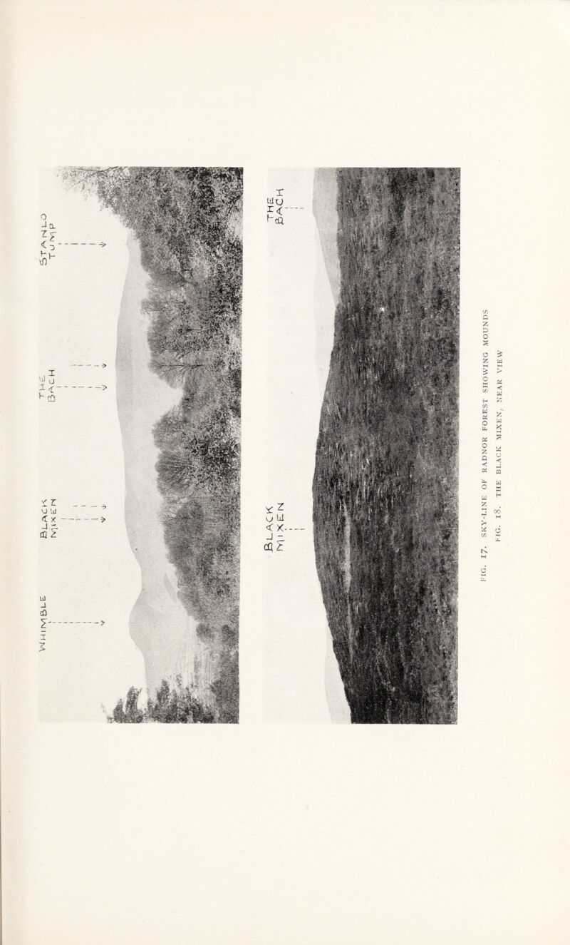 BLACK MIXEN, NEAR VTEVV