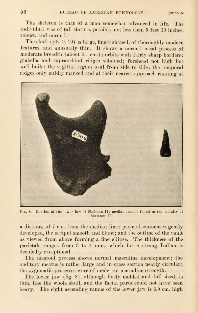 56 The skeleton is that of a man somewhat advanced in life. The individual was of tall stature, possibly not less than 5 feet 10 inches, robust, and normal. The skull (pis. 9, 10) is large, finely shaped, of thoroughly modern features, and unusually thin. It shows a normal nasal process of moderate breadth (about 2.1 cm.); orbits with fairly sharp borders; glabella and supraorbital ridges subdued; forehead not high but well built; the sagittal region oval from side to side; the temporal ridges only mildly marked and at their nearest approach running at Fig. 8.—Portion of the lower jaw of Skeleton II; median incisor found in the vicinity of Skeleton II. a distance of 7 cm. from the median line; parietal eminences gently developed, the occiput smooth and blunt; and the outline of the vault as viewed from above forming a fine ellipse. The thickness of the parietals ranges from 3 to 4 mm., which for a strong Indian is decidedly exceptional. The mastoid process shows normal masculine development ; the auditory meatus is rather large and in cross section nearly circular; the zygomatic processes were of moderate masculine strength. The lower jaw (fig. 8), although finely molded and full-sized, is thin, like the whole skull, and the facial parts could not have been