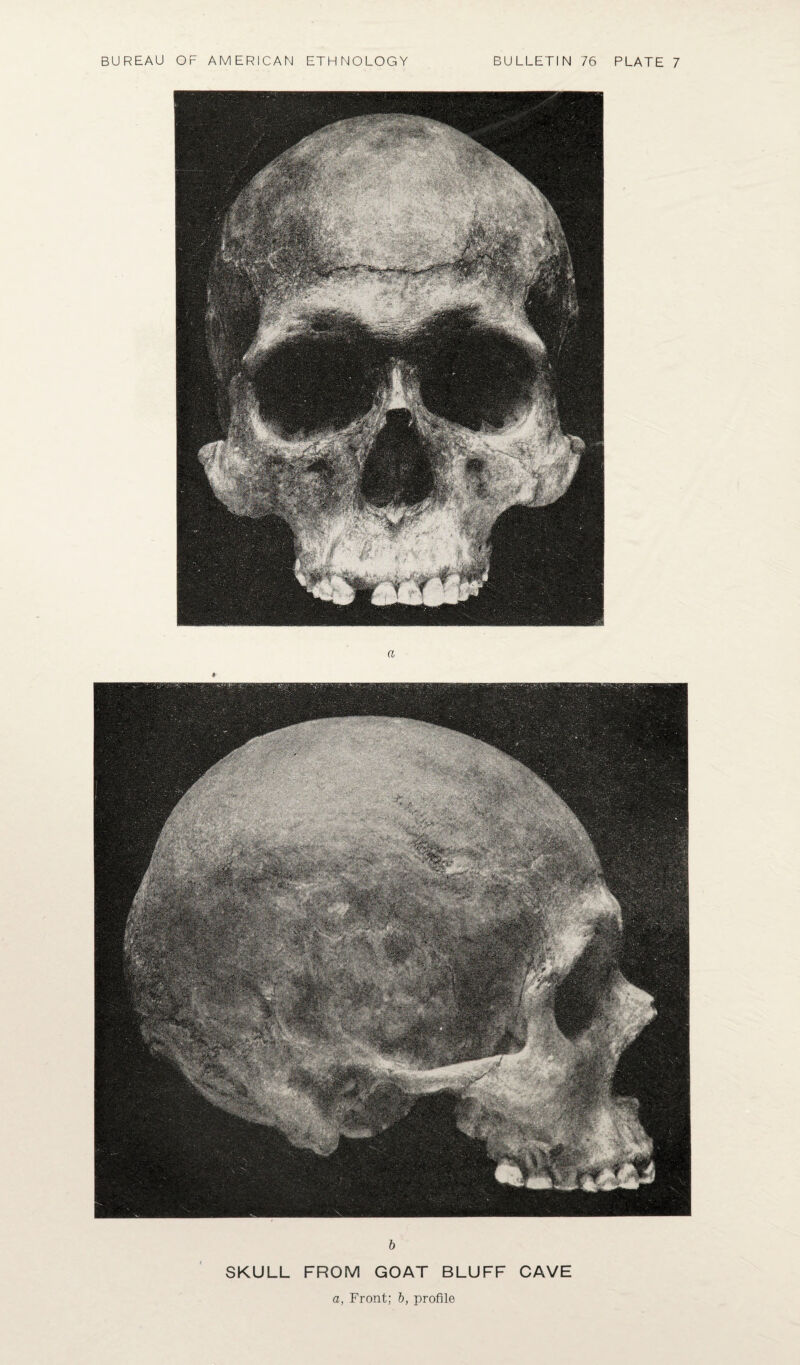 a b SKULL FROM GOAT BLUFF CAVE