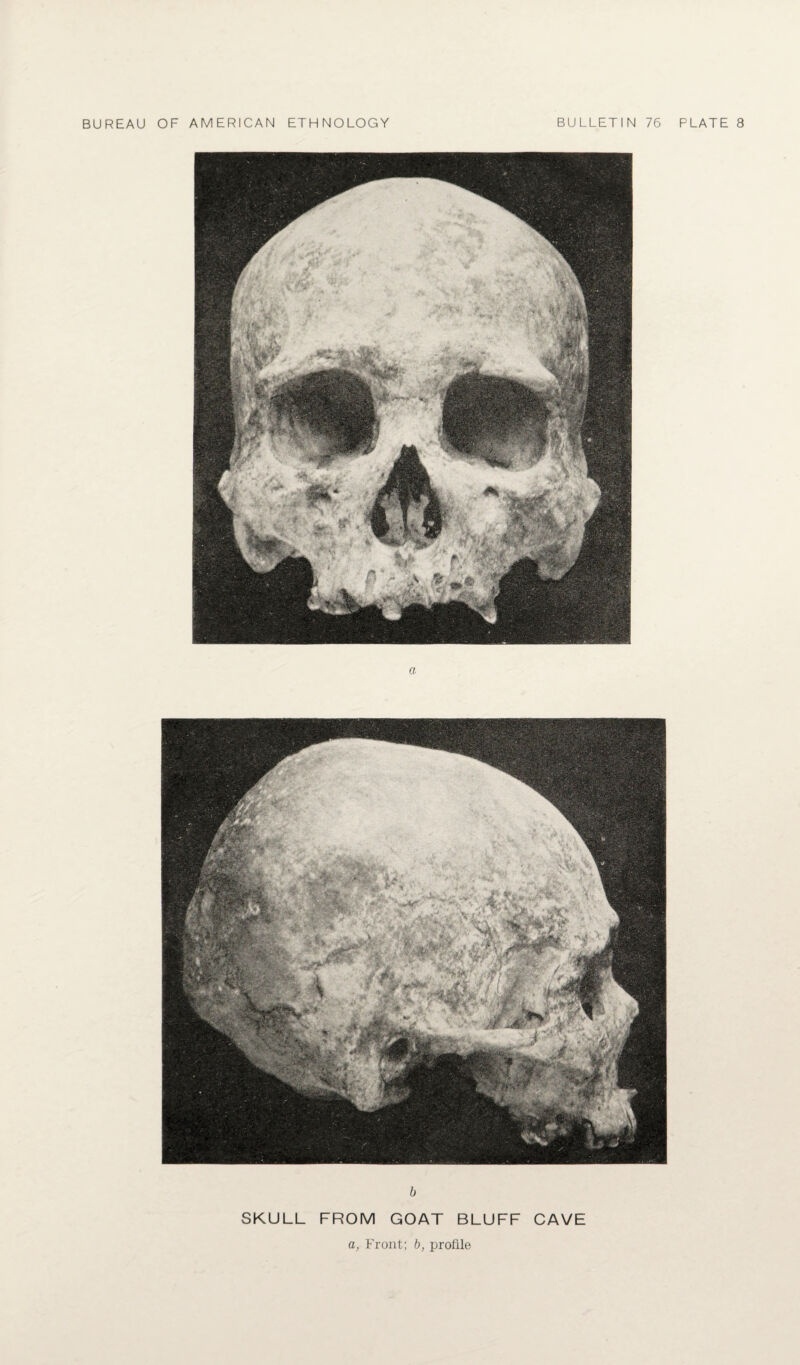 a b SKULL FROM GOAT BLUFF CAVE