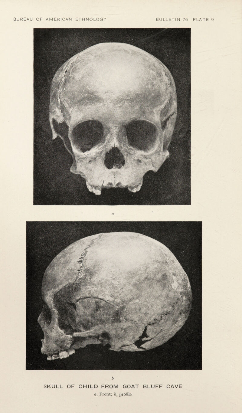 b SKULL OF CHILD FROM GOAT BLUFF CAVE