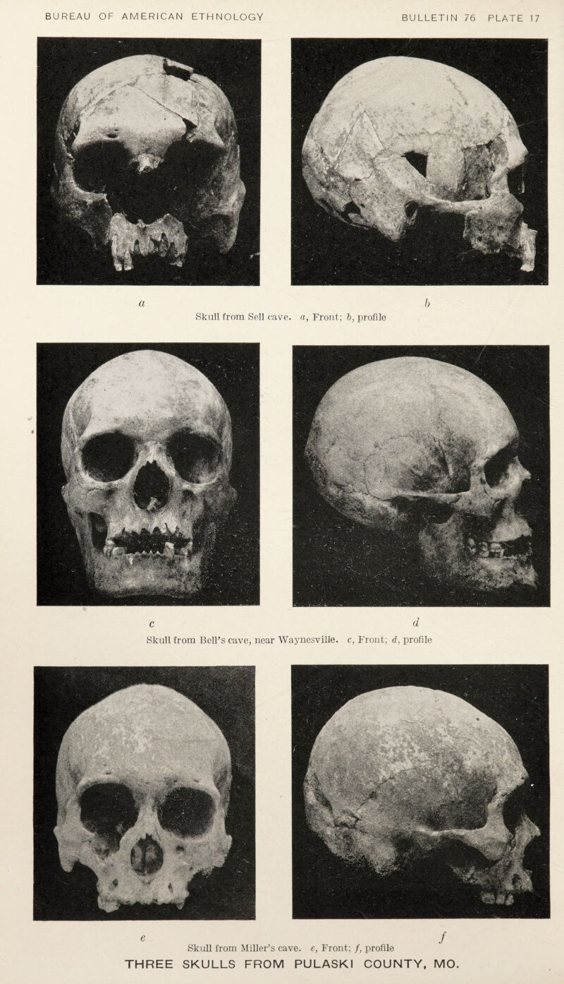 a b Skull from Sell cave, a, Front; b, profile c d Skull from Bell’s cave, near Waynesville. c, Front; d, profile * / Skull from Miller’s cave, e, Front; f, profile THREE SKULLS FROM PULASKI COUNTY, MO.