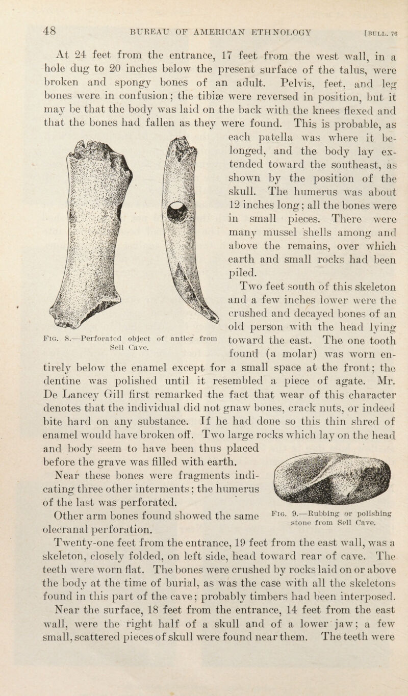Fig. 8. At 24 feet from the entrance, 17 feet from the west wall, in a hole dug to 20 inches below the present surface of the talus, were broken and spongy bones of an adult. Pelvis, feet, and leg bones were in confusion; the tibiae were reversed in position, but it may be that the body was laid on the back with the knees flexed and that the bones had fallen as they were found. This is probable, as each patella was where it be¬ longed, and the body lay ex¬ tended toward the southeast, as shown by the position of the skull. The humerus was about 12 inches long; all the bones were in small pieces. There were many mussel shells among and above the remains, over which earth and small rocks had been piled. Two feet south of this skeleton and a few inches lower were the crushed and decaved bones of an old person with the head lying toward the east. The one tooth found (a molar) was worn en¬ tirely below the enamel except for a small space at the front; the dentine was polished until it resembled a piece of agate. Mr. De Lancey Gill first remarked the fact that wear of this character denotes that the individual did not gnaw bones, crack nuts, or indeed bite hard on any substance. If he had done so this thin shred of enamel would have broken off. Two large rocks which lay on the head and body seem to have been thus placed before the grave was filled with earth. Near these bones were fragments indi¬ cating three other interments; the humerus of the last was perforated. Other arm bones found showed the same olecranal perforation. Twenty-one feet from the entrance, 19 feet from the east wall, was a skeleton, closely folded, on left side, head toward rear of cave. The teeth were worn flat. The bones were crushed by rocks laid on or above the body at the time of burial, as was the case with all the skeletons found in this part of the cave; probably timbers had been interposed. Near the surface, 18 feet from the entrance, 14 feet from the east wall, were the right half of a skull and of a lower jaw; a few small, scattered pieces of skull were found near them. The teeth were -Perforated object of antler from Sell Cave. Fig. 9.—Rubbing or polishing stone from Sell Cave.