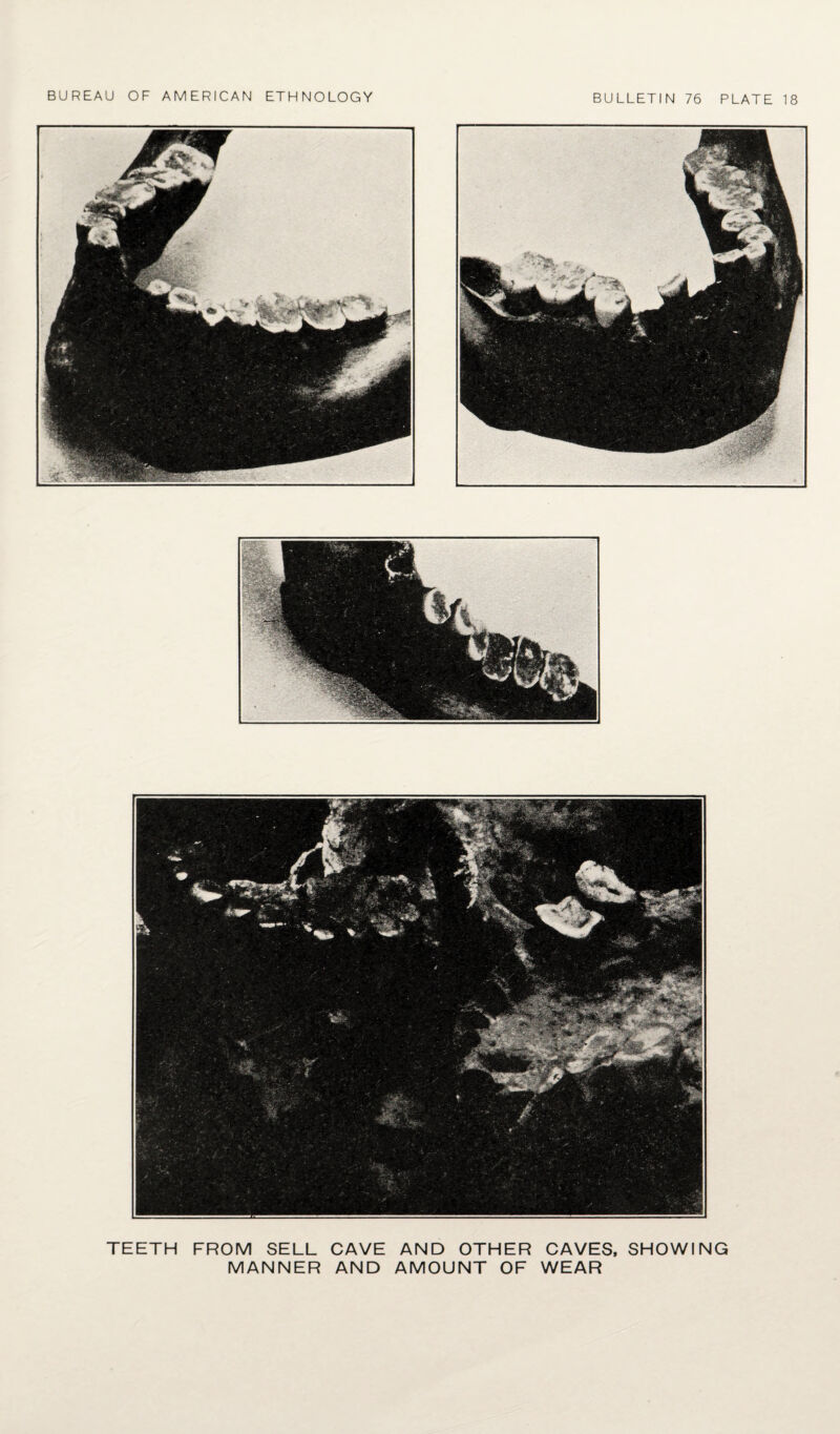 TEETH FROM SELL CAVE AND OTHER CAVES, SHOWING MANNER AND AMOUNT OF WEAR