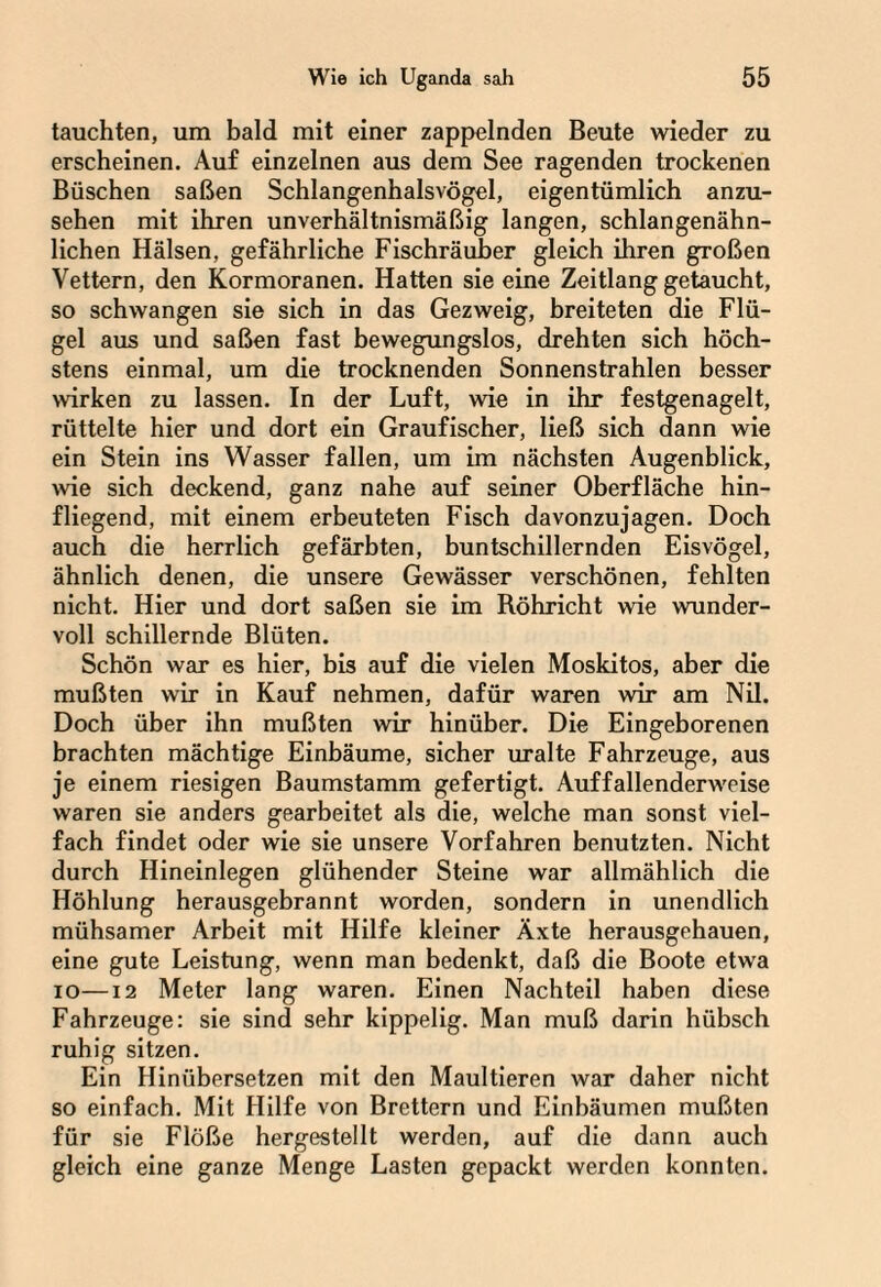 tauchten, um bald mit einer zappelnden Beute wieder zu erscheinen. Auf einzelnen aus dem See ragenden trockenen Büschen saßen Schlangenhalsvögel, eigentümlich anzu¬ sehen mit ihren unverhältnismäßig langen, schlangenähn¬ lichen Hälsen, gefährliche Fischräuber gleich ihren großen Vettern, den Kormoranen. Hatten sie eine Zeitlang getaucht, so schwangen sie sich in das Gezweig, breiteten die Flü¬ gel aus und saßen fast bewegungslos, drehten sich höch¬ stens einmal, um die trocknenden Sonnenstrahlen besser wirken zu lassen. In der Luft, wie in ihr festgenagelt, rüttelte hier und dort ein Graufischer, ließ sich dann wie ein Stein ins Wasser fallen, um im nächsten Augenblick, wie sich deckend, ganz nahe auf seiner Oberfläche hin- fliegend, mit einem erbeuteten Fisch davonzujagen. Doch auch die herrlich gefärbten, buntschillernden Eisvögel, ähnlich denen, die unsere Gewässer verschönen, fehlten nicht. Hier und dort saßen sie im Röhricht wie wunder¬ voll schillernde Blüten. Schön war es hier, bis auf die vielen Moskitos, aber die mußten wir in Kauf nehmen, dafür waren wir am Nil. Doch über ihn mußten wir hinüber. Die Eingeborenen brachten mächtige Einbäume, sicher uralte Fahrzeuge, aus je einem riesigen Baumstamm gefertigt. Auffallenderweise waren sie anders gearbeitet als die, welche man sonst viel¬ fach findet oder wie sie unsere Vorfahren benutzten. Nicht durch Hineinlegen glühender Steine war allmählich die Höhlung herausgebrannt worden, sondern in unendlich mühsamer Arbeit mit Hilfe kleiner Äxte herausgehauen, eine gute Leistung, wenn man bedenkt, daß die Boote etwa io—12 Meter lang waren. Einen Nachteil haben diese Fahrzeuge: sie sind sehr kippelig. Man muß darin hübsch ruhig sitzen. Ein Hinübersetzen mit den Maultieren war daher nicht so einfach. Mit Hilfe von Brettern und Einbäumen mußten für sie Flöße hergestellt werden, auf die dann auch gleich eine ganze Menge Lasten gepackt werden konnten.