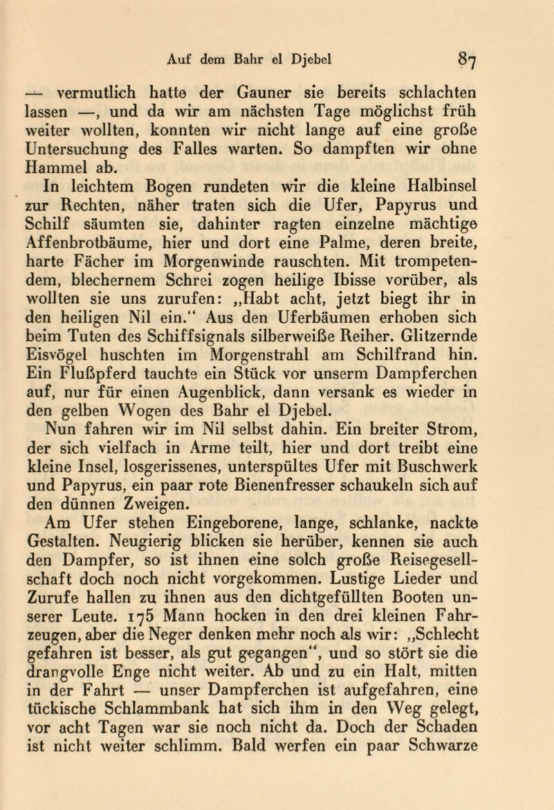 — vermutlich hatte der Gauner sie bereits schlachten lassen —, und da wir am nächsten Tage möglichst früh weiter wollten, konnten wir nicht lange auf eine große Untersuchung des Falles warten. So dampften wir ohne Hammel ab. In leichtem Bogen rundeten wir die kleine Halbinsel zur Rechten, näher traten sich die Ufer, Papyrus und Schilf säumten sie, dahinter ragten einzelne mächtige Affenbrotbäume, hier und dort eine Palme, deren breite, harte Fächer im Morgenwinde rauschten. Mit trompeten¬ dem, blechernem Schrei zogen heilige Ibisse vorüber, als wollten sie uns zurufen: „Habt acht, jetzt biegt ihr in den heiligen Nil ein.“ Aus den Uferbäumen erhoben sich beim Tuten des Schiffsignals silberweiße Reiher. Glitzernde Eisvögel huschten im Morgenstrahl am Schilfrand hin. Ein Flußpferd tauchte ein Stück vor unserm Dampferchen auf, nur für einen Augenblick, dann versank es wieder in den gelben Wogen des Bahr el Djebel. Nun fahren wir im Nil selbst dahin. Ein breiter Strom, der sich vielfach in Arme teilt, hier und dort treibt eine kleine Insel, losgerissenes, unterspültes Ufer mit Buschwerk und Papyrus, ein paar rote Bienenfresser schaukeln sich auf den dünnen Zweigen. Am Ufer stehen Eingeborene, lange, schlanke, nackte Gestalten. Neugierig blicken sie herüber, kennen sie auch den Dampfer, so ist ihnen eine solch große Reisegesell¬ schaft doch noch nicht vorgekommen. Lustige Lieder und Zurufe hallen zu ihnen aus den dichtgefüllten Booten un¬ serer Leute. 175 Mann hocken in den drei kleinen Fahr¬ zeugen, aber die Neger denken mehr noch als wir: „Schlecht gefahren ist besser, als gut gegangen“, und so stört sie die drangvolle Enge nicht weiter. Ab und zu ein Halt, mitten in der Fahrt — unser Dampferchen ist aufgefahren, eine tückische Schlammbank hat sich ihm in den Weg gelegt, vor acht Tagen war sie noch nicht da. Doch der Schaden ist nicht weiter schlimm. Bald werfen ein paar Schwarze