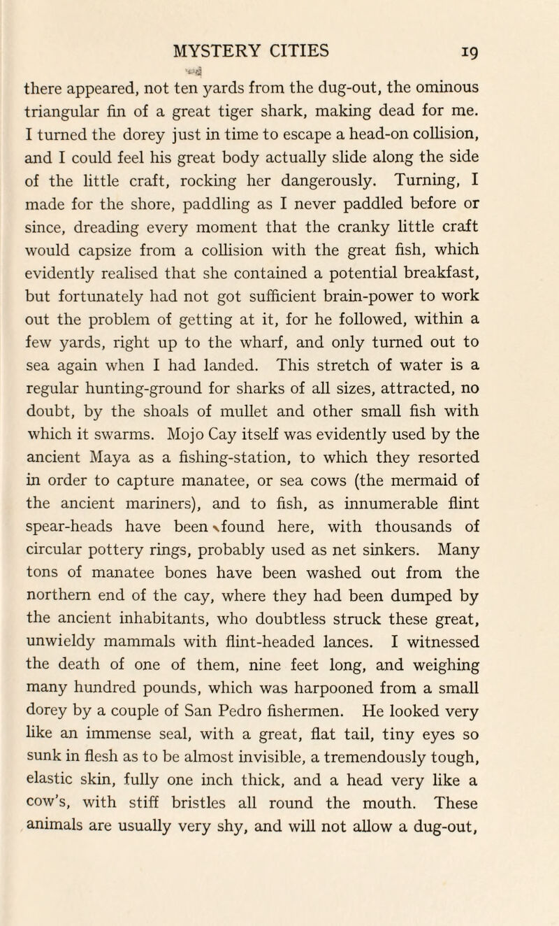 there appeared, not ten yards from the dug-out, the ominous triangular fin of a great tiger shark, making dead for me. I turned the dorey just in time to escape a head-on collision, and I could feel his great body actually slide along the side of the little craft, rocking her dangerously. Turning, I made for the shore, paddling as I never paddled before or since, dreading every moment that the cranky little craft would capsize from a collision with the great fish, which evidently realised that she contained a potential breakfast, but fortunately had not got sufficient brain-power to work out the problem of getting at it, for he followed, within a few yards, right up to the wharf, and only turned out to sea again when I had landed. This stretch of water is a regular hunting-ground for sharks of all sizes, attracted, no doubt, by the shoals of mullet and other small fish with which it swarms. Mojo Cay itself was evidently used by the ancient Maya as a fishing-station, to which they resorted in order to capture manatee, or sea cows (the mermaid of the ancient mariners), and to fish, as innumerable flint spear-heads have been \found here, with thousands of circular pottery rings, probably used as net sinkers. Many tons of manatee bones have been washed out from the northern end of the cay, where they had been dumped by the ancient inhabitants, who doubtless struck these great, unwieldy mammals with flint-headed lances. I witnessed the death of one of them, nine feet long, and weighing many hundred pounds, which was harpooned from a small dorey by a couple of San Pedro fishermen. He looked very like an immense seal, with a great, flat tail, tiny eyes so sunk in flesh as to be almost invisible, a tremendously tough, elastic skin, fully one inch thick, and a head very like a cow’s, with stiff bristles all round the mouth. These animals are usually very shy, and will not allow a dug-out,