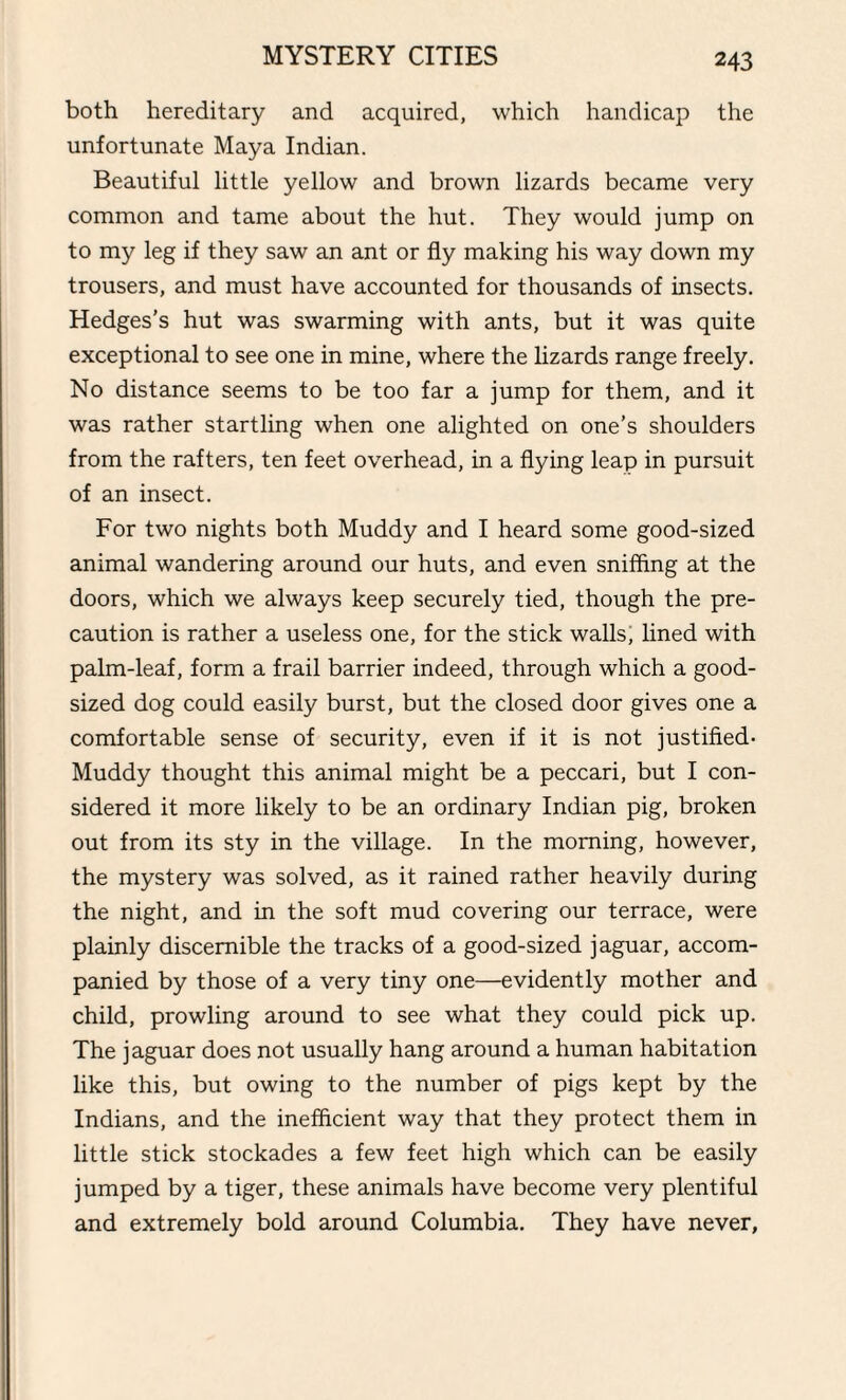 both hereditary and acquired, which handicap the unfortunate Maya Indian. Beautiful little yellow and brown lizards became very common and tame about the hut. They would jump on to my leg if they saw an ant or fly making his way down my trousers, and must have accounted for thousands of insects. Hedges’s hut was swarming with ants, but it was quite exceptional to see one in mine, where the lizards range freely. No distance seems to be too far a jump for them, and it was rather startling when one alighted on one’s shoulders from the rafters, ten feet overhead, in a flying leap in pursuit of an insect. For two nights both Muddy and I heard some good-sized animal wandering around our huts, and even sniffing at the doors, which we always keep securely tied, though the pre¬ caution is rather a useless one, for the stick walls, lined with palm-leaf, form a frail barrier indeed, through which a good- sized dog could easily burst, but the closed door gives one a comfortable sense of security, even if it is not justified- Muddy thought this animal might be a peccari, but I con¬ sidered it more likely to be an ordinary Indian pig, broken out from its sty in the village. In the morning, however, the mystery was solved, as it rained rather heavily during the night, and in the soft mud covering our terrace, were plainly discernible the tracks of a good-sized jaguar, accom¬ panied by those of a very tiny one—evidently mother and child, prowling around to see what they could pick up. The jaguar does not usually hang around a human habitation like this, but owing to the number of pigs kept by the Indians, and the inefficient way that they protect them in little stick stockades a few feet high which can be easily jumped by a tiger, these animals have become very plentiful and extremely bold around Columbia. They have never.