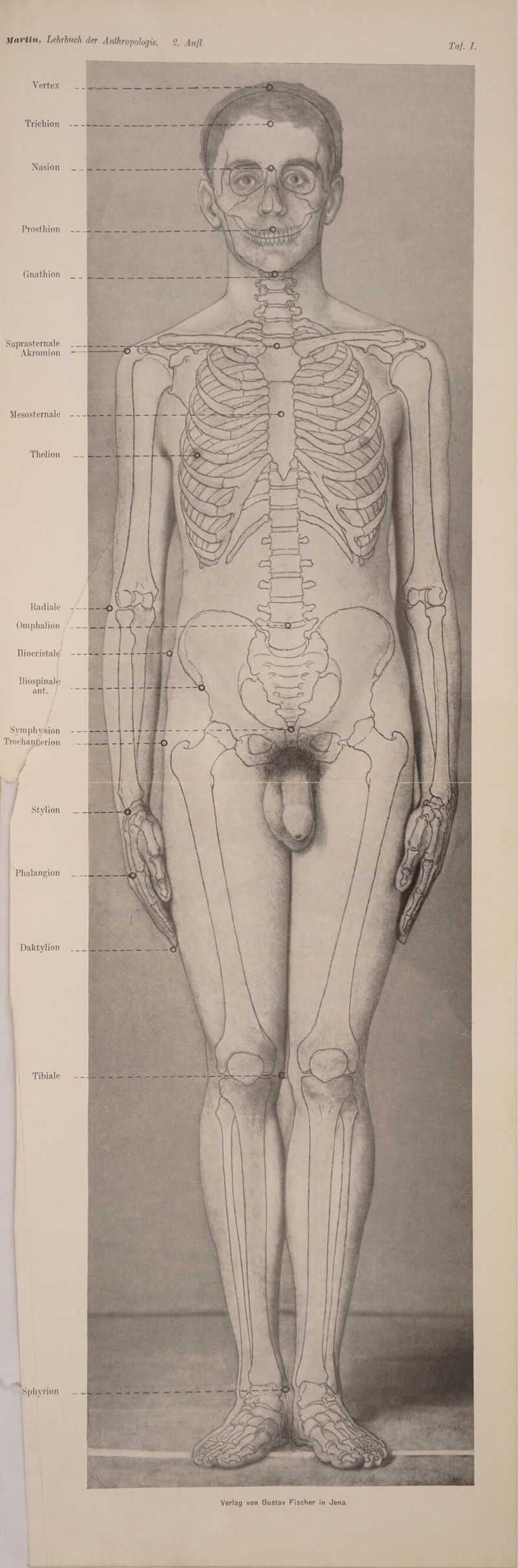 Taj. 7. Vertex Trichion Nasi on Prosthion Gnathion Suprastemale Akromion Mesosternale Thelion Radiate Omphalion Iliocristale Iliospinalp ant. f Symphysion Trochantjerion / Stylion Phalangion Daktylion Tibiale Sphyrion •a**** '